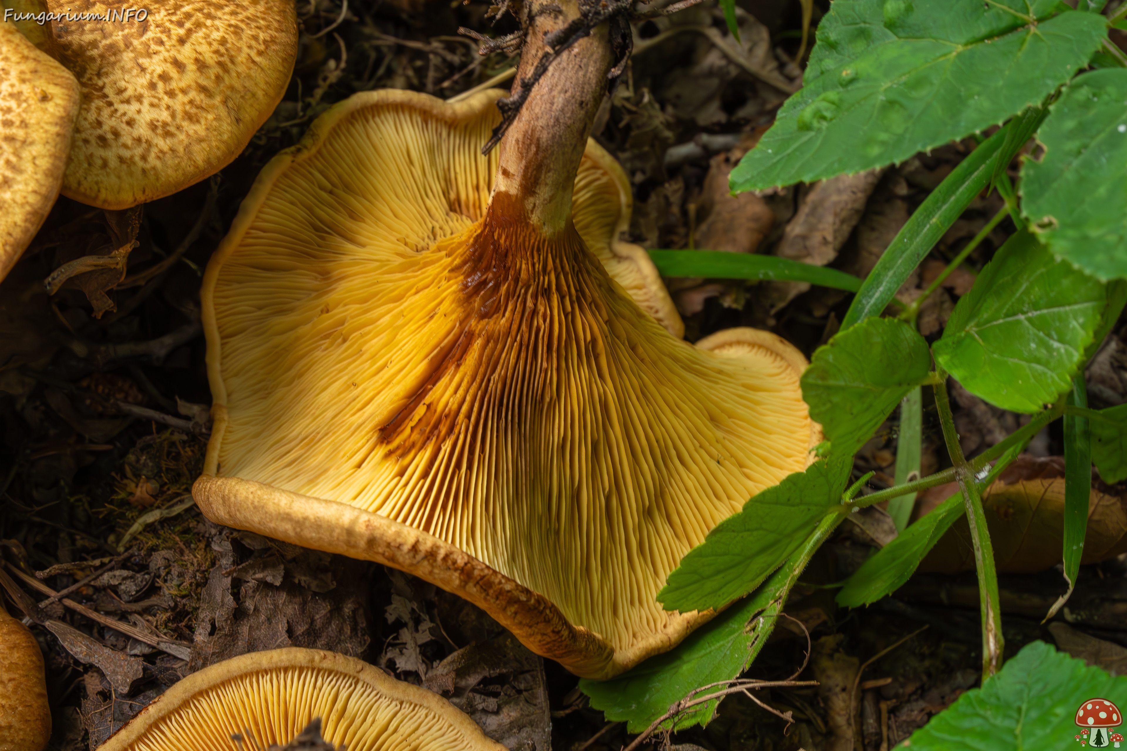 Paxillus rubicundulus _2023-08-13_1-13 