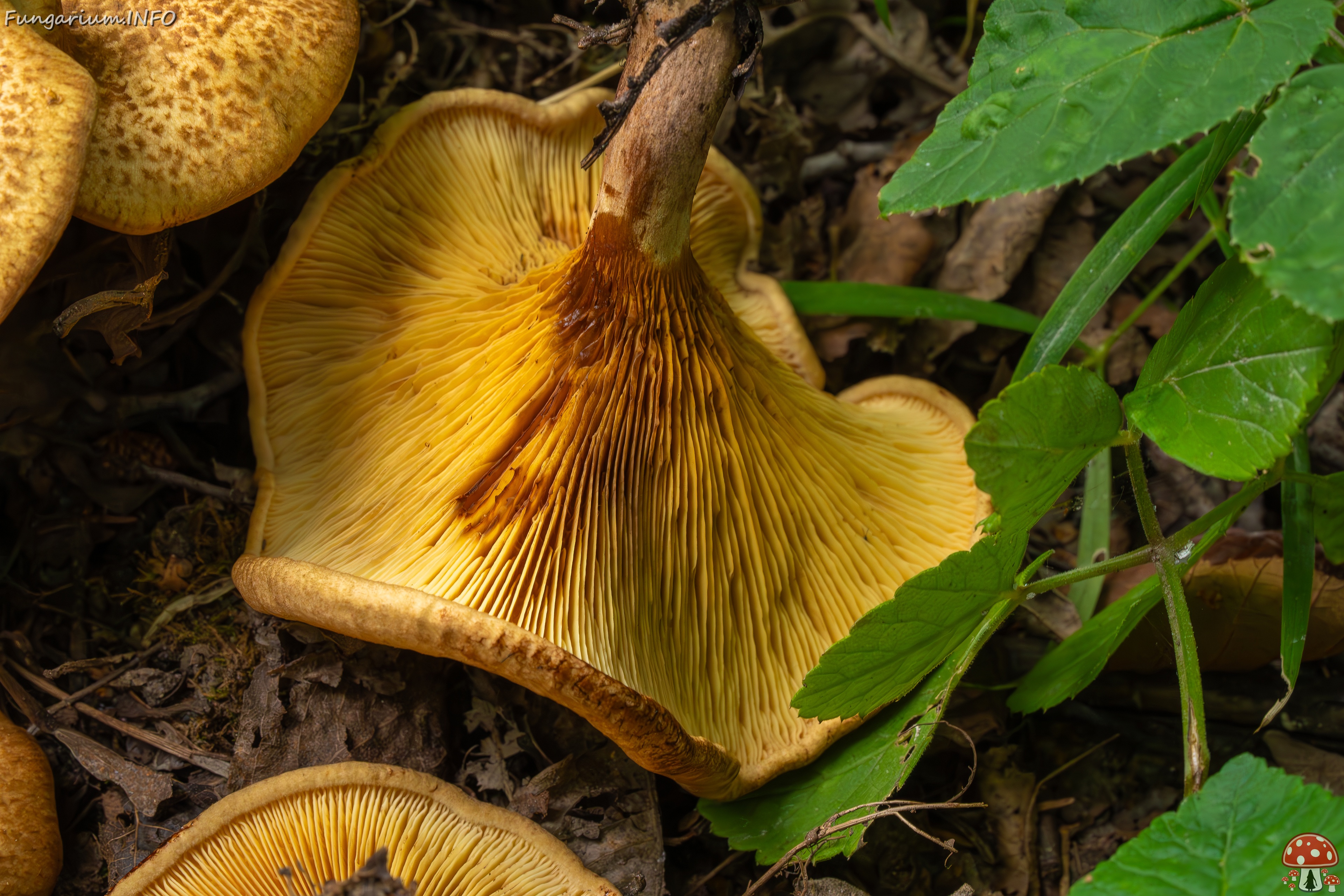 Paxillus rubicundulus _2023-08-13_1-14 