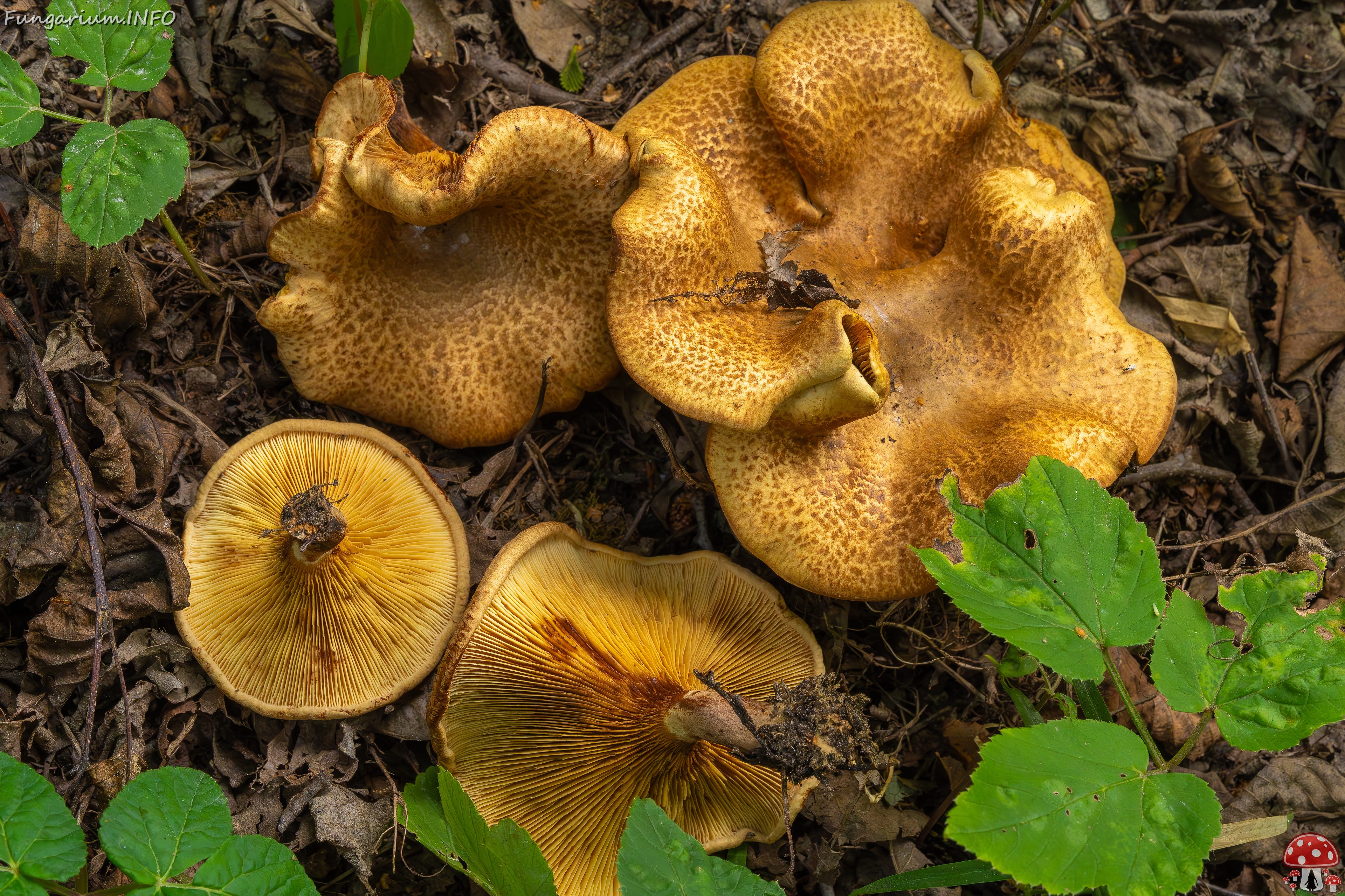 Paxillus rubicundulus _2023-08-13_1-16 