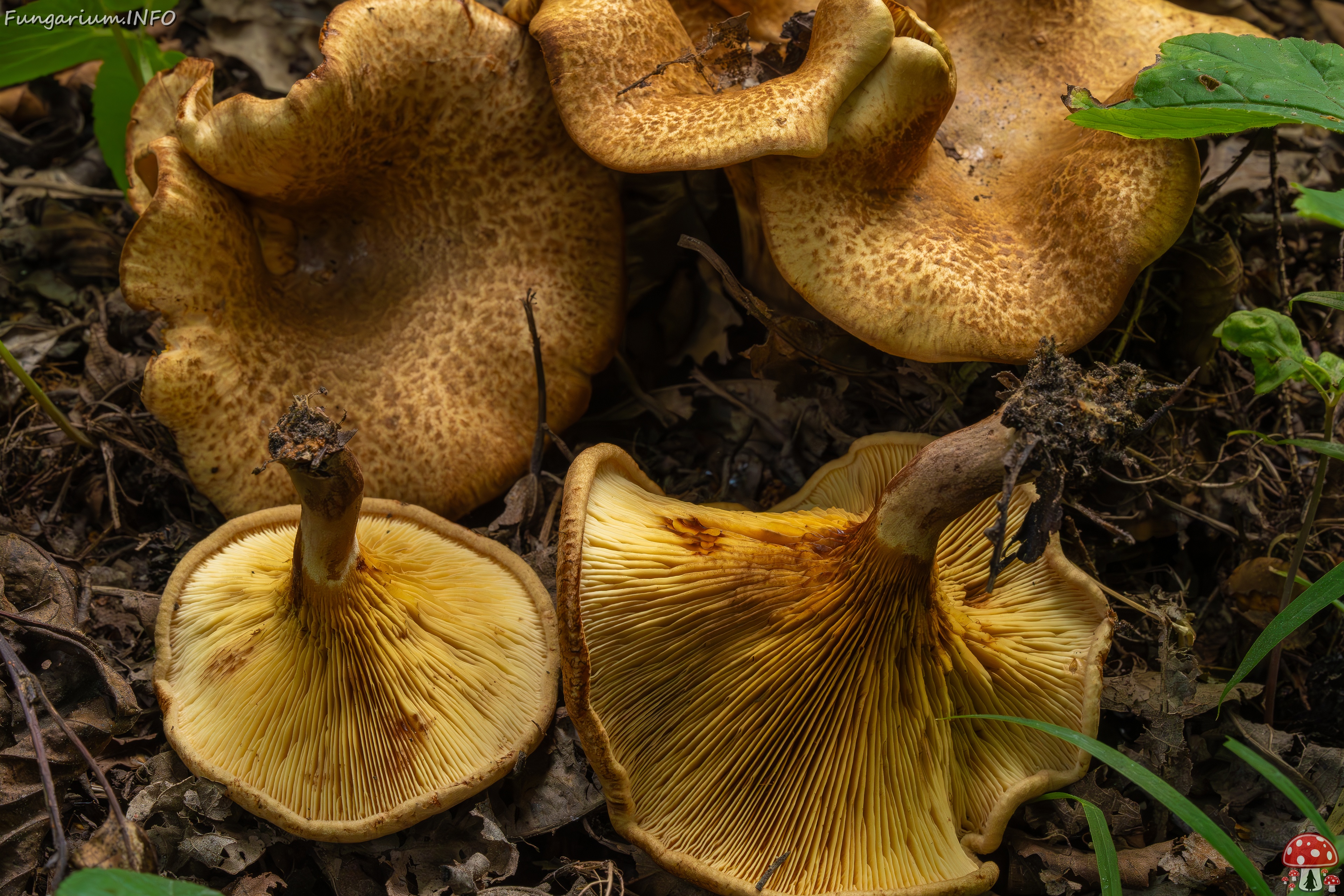 Paxillus rubicundulus _2023-08-13_1-17 