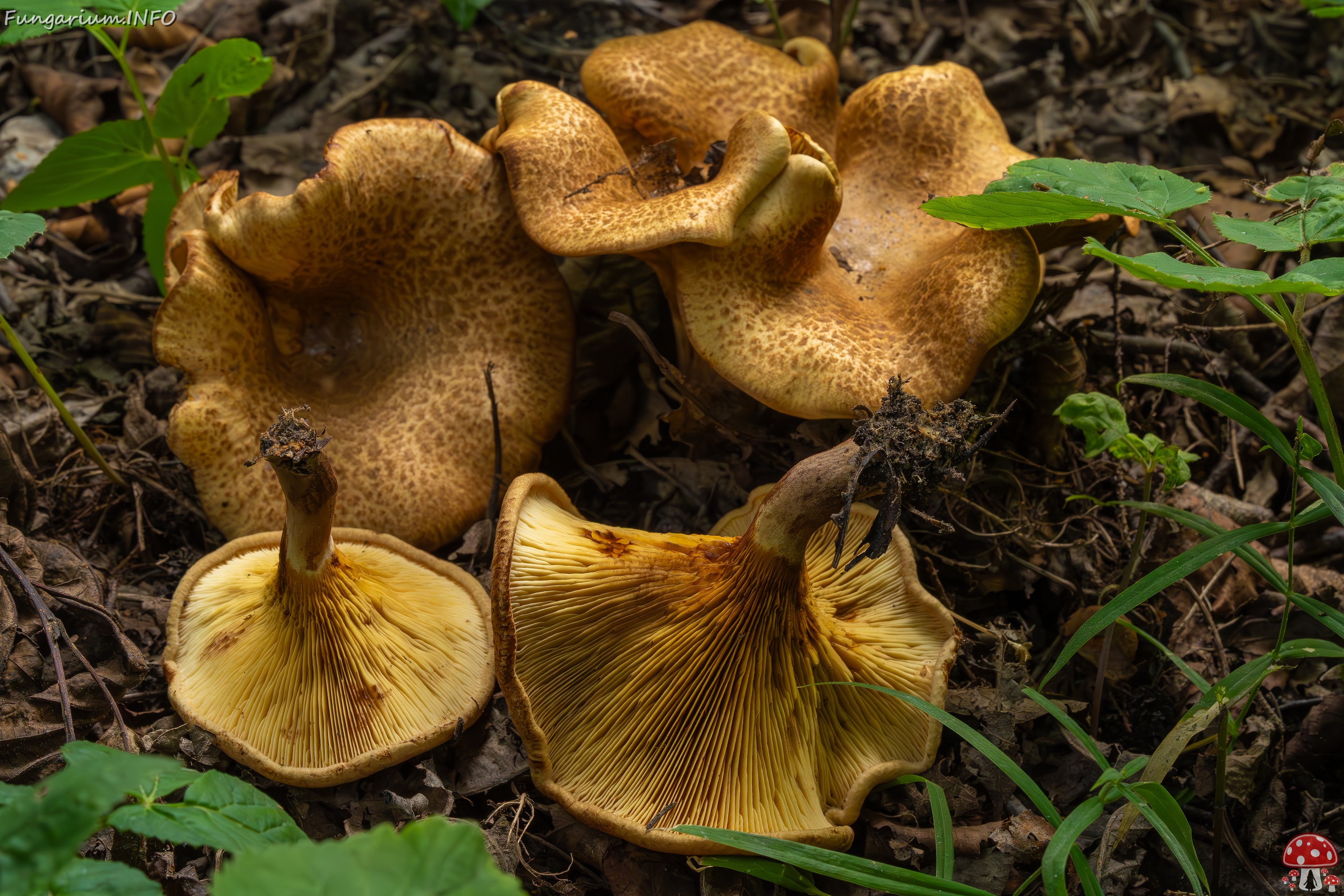 Paxillus rubicundulus _2023-08-13_1-18 