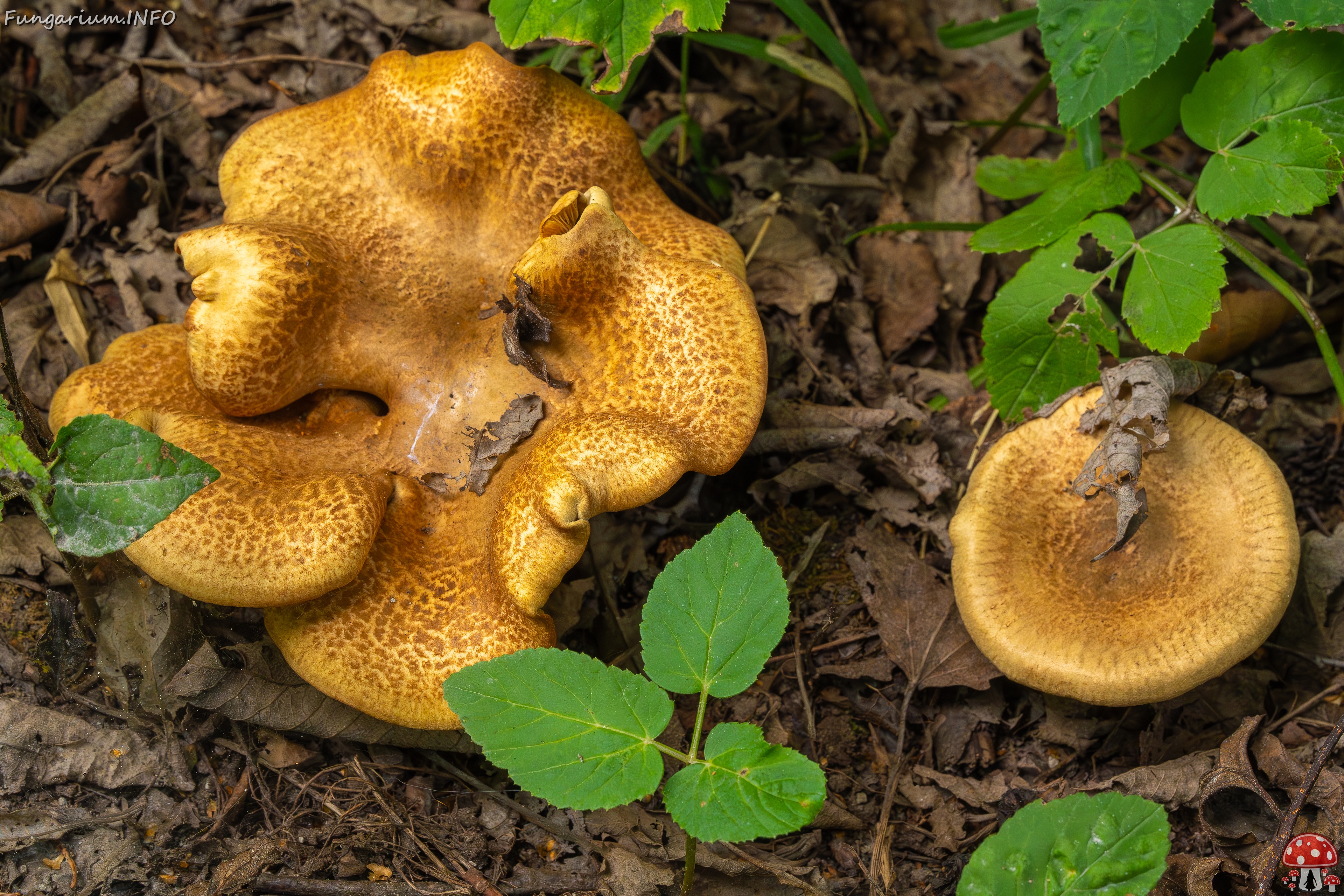 Paxillus rubicundulus _2023-08-13_1-2 
