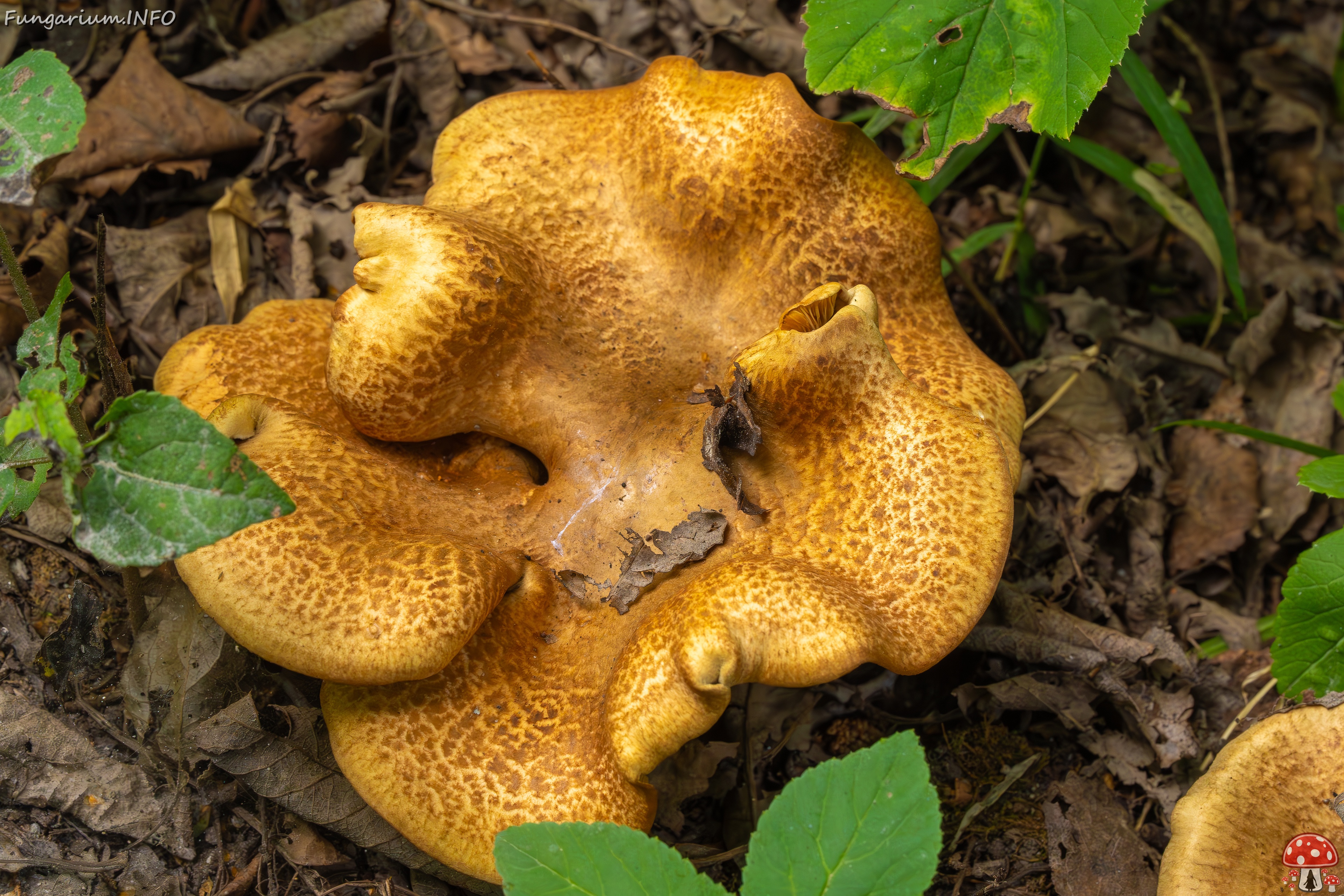 Paxillus rubicundulus _2023-08-13_1-3 