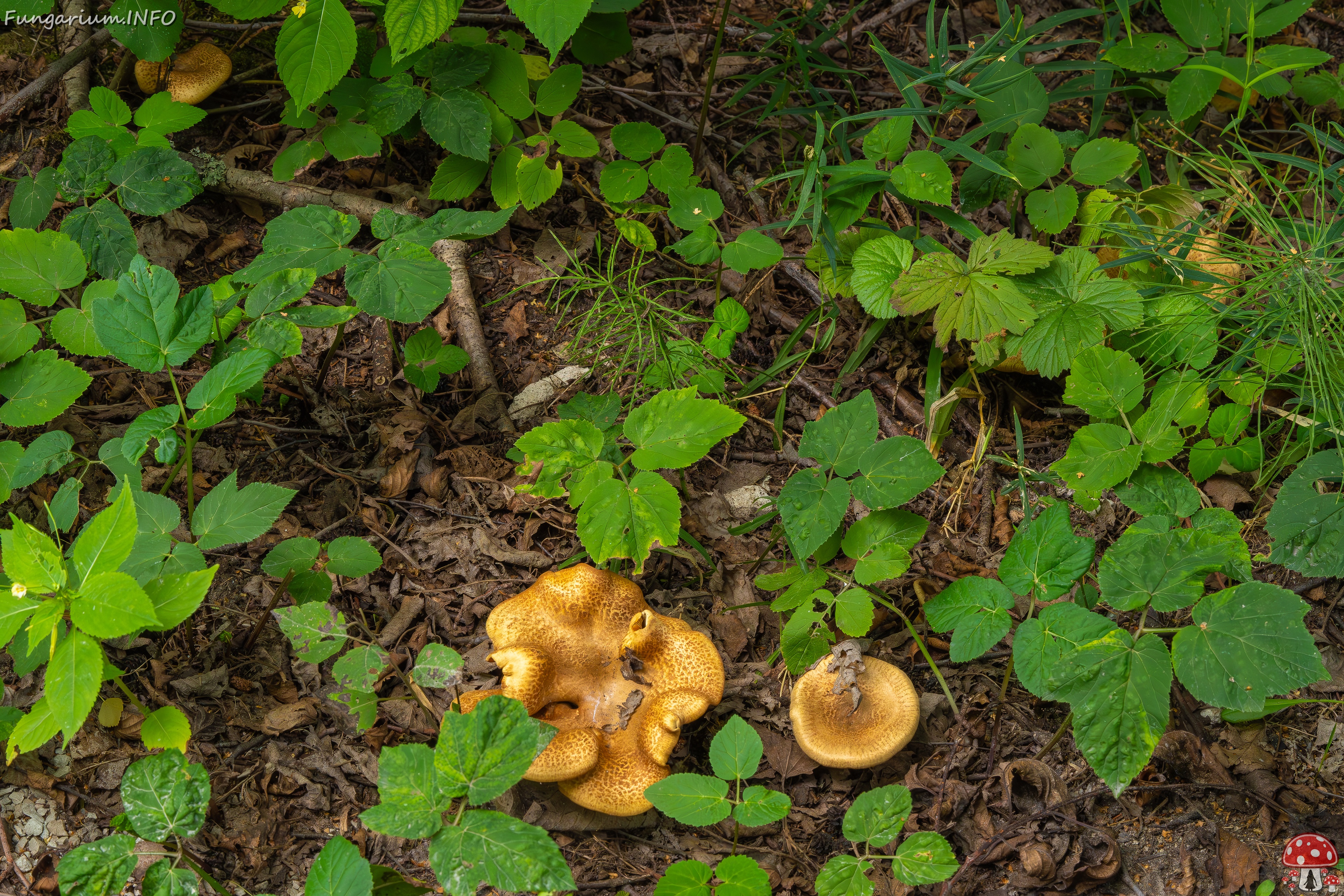 Paxillus rubicundulus _2023-08-13_1-5 