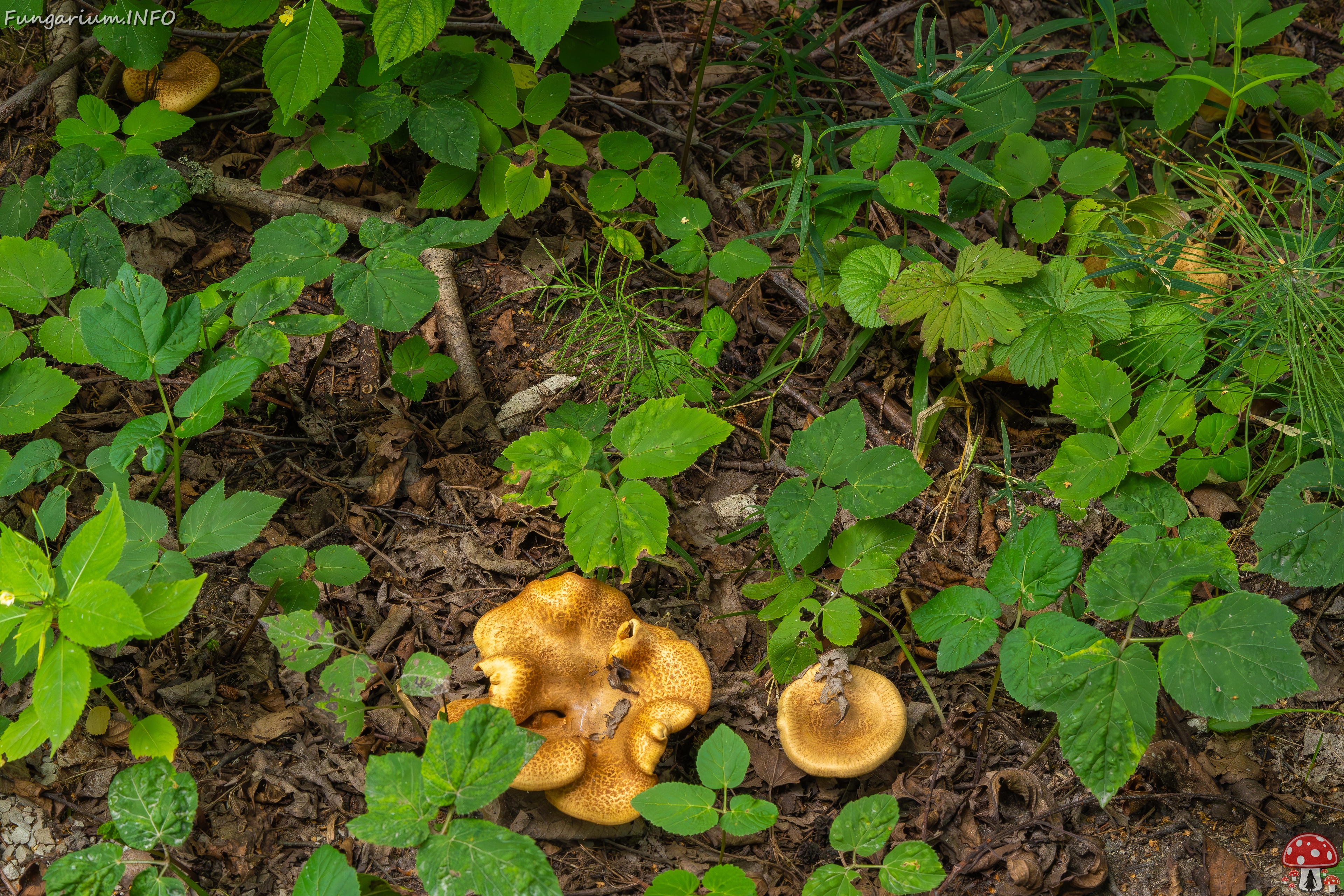 Paxillus rubicundulus _2023-08-13_1-6 