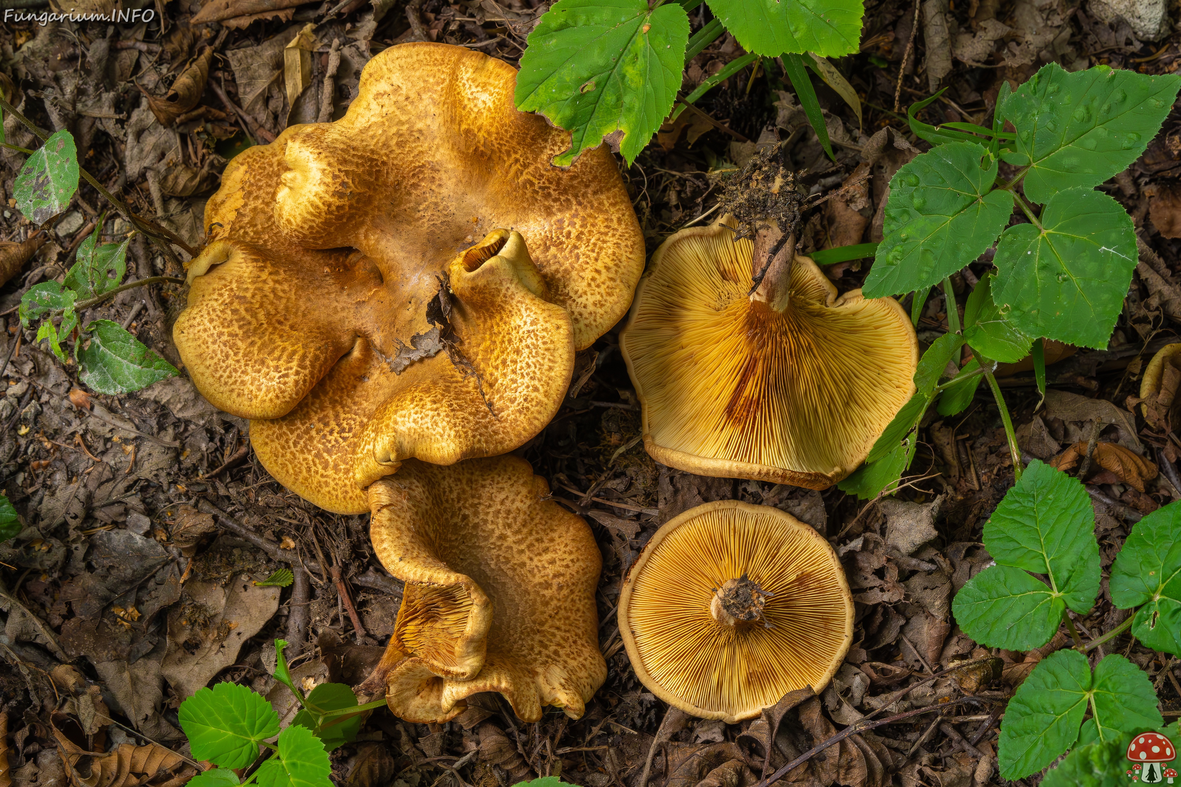 Paxillus rubicundulus _2023-08-13_1-7 