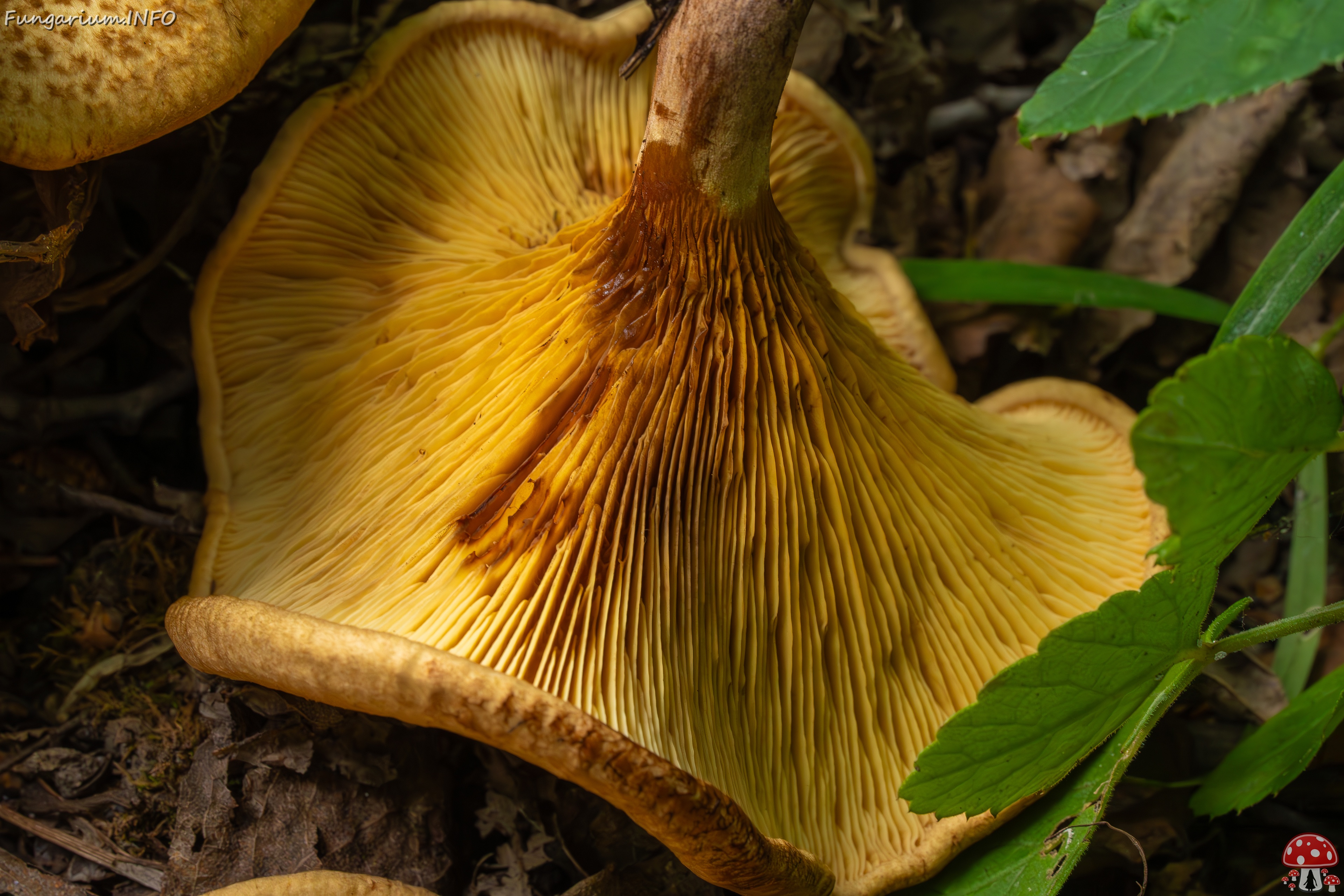 Paxillus rubicundulus _2023-08-13_1-9 