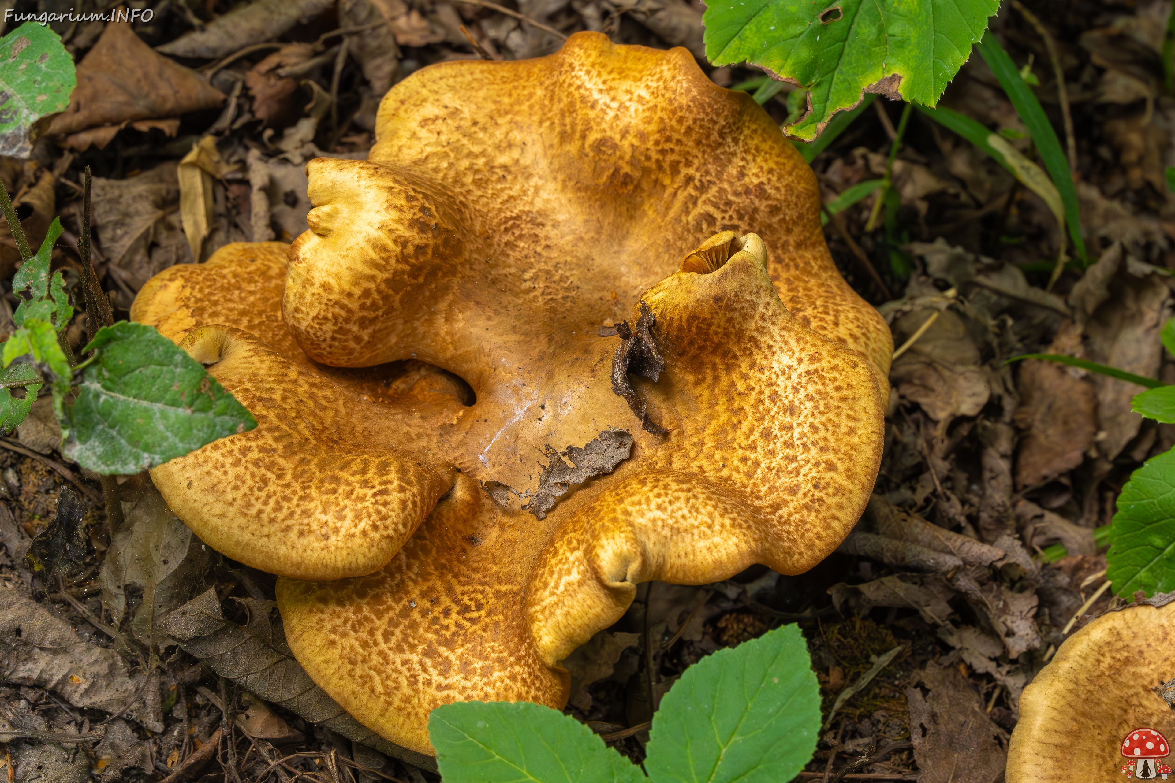 paxillus-involutus-4 