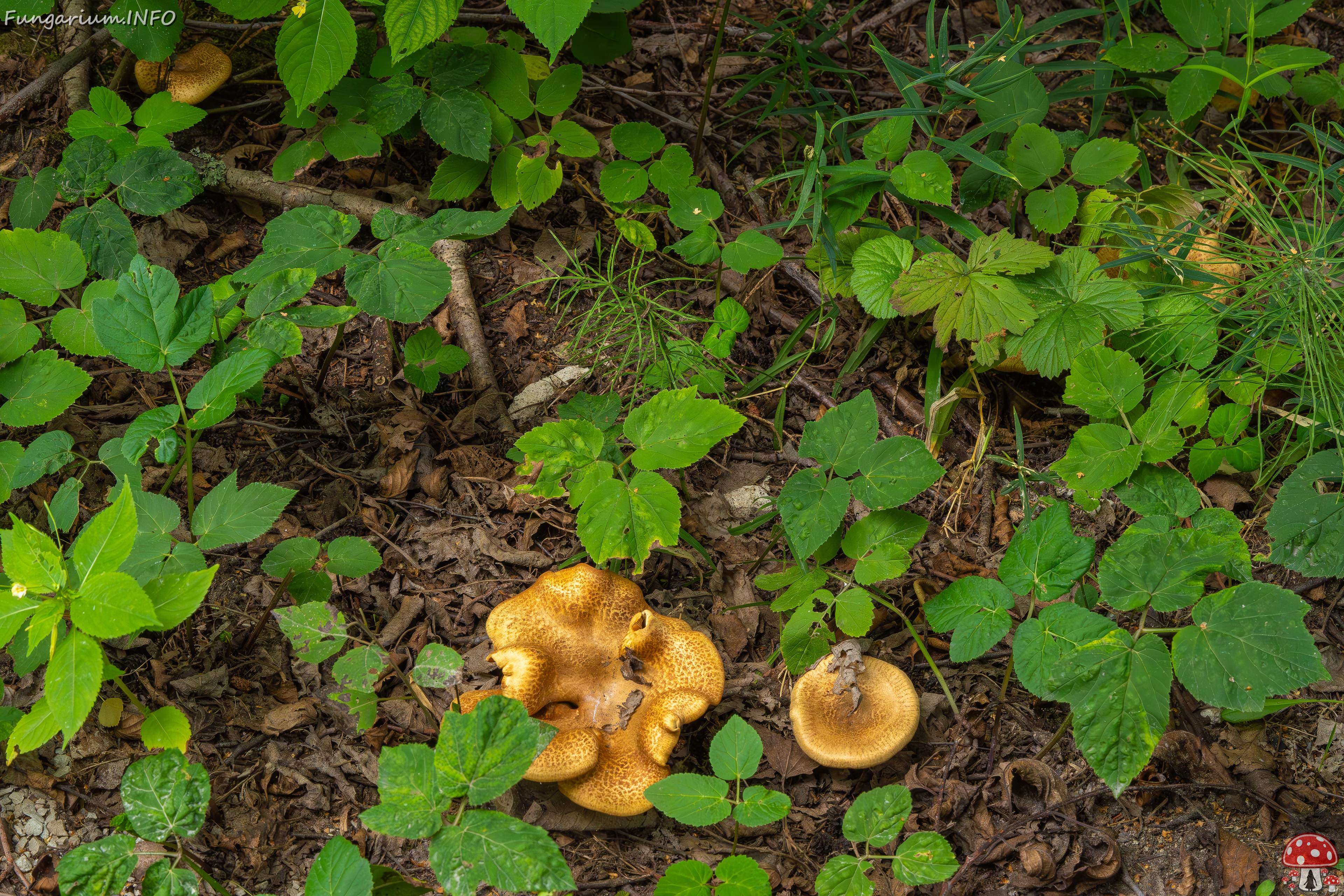 paxillus-involutus-5 