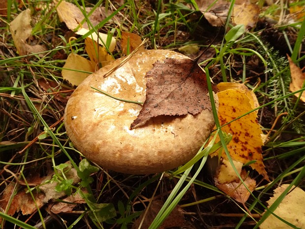 Свинушка тонкая - Paxillus involutus