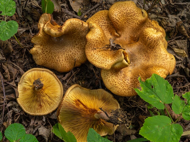 Свинушка ольховая - Paxillus rubicundulus