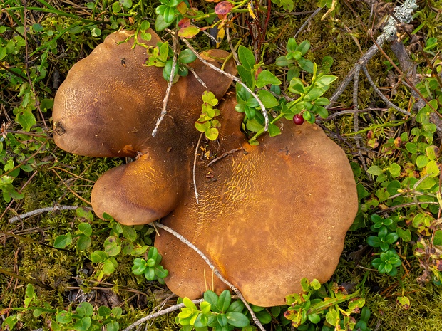 Тапинелловые - Tapinellaceae