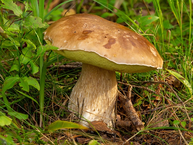 Болетовые - Boletaceae The Boletaceae are a family of mushroom-forming fungi, primarily characterised by small pores on the spore-bearing...