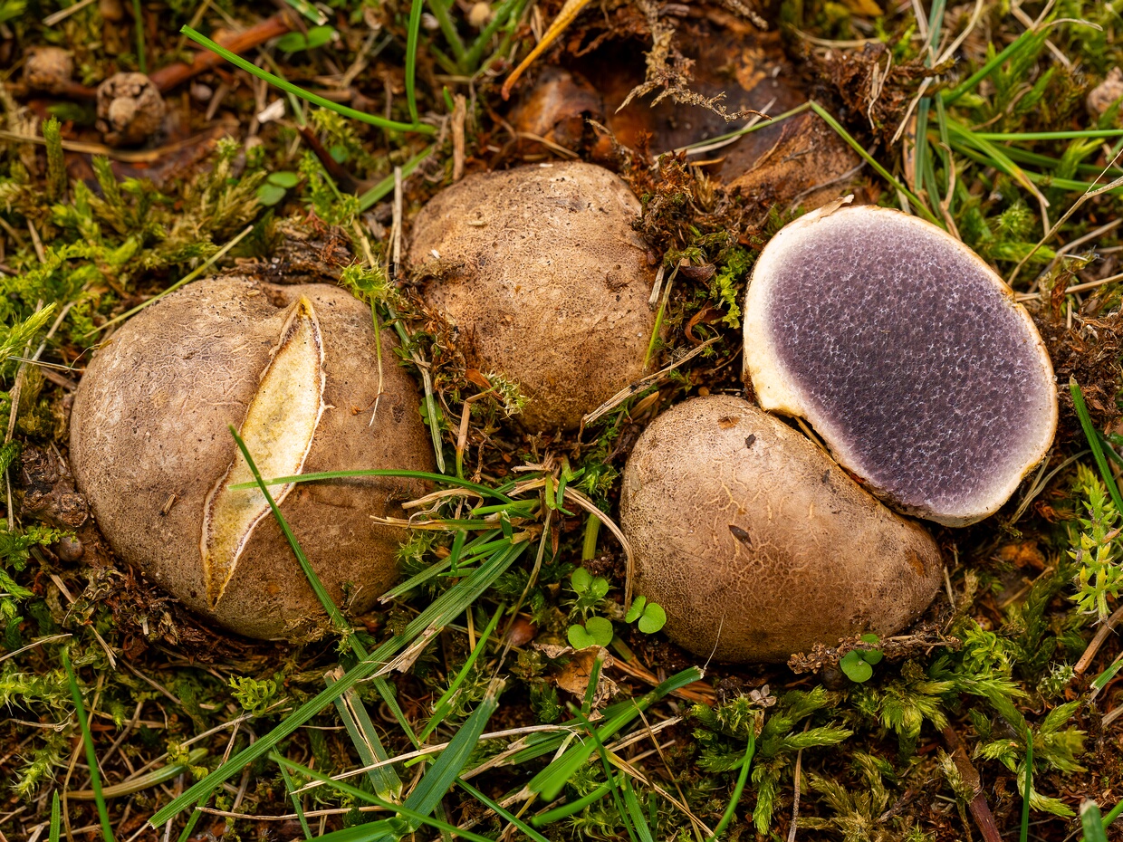 Ложнодождевиковые - Sclerodermataceae The Sclerodermataceae are a family of fungi in the order Boletales, containing several genera of unusual fungi that...