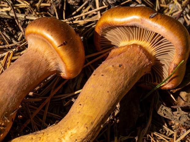 Мокруховые - Gomphidiaceae The Gomphidiaceae are a family of mushroom-forming fungi in the order Boletales. Unlike other boletes, all members of...