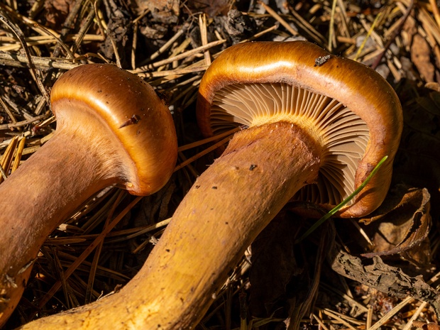 Мокруховые - Gomphidiaceae The Gomphidiaceae are a family of mushroom-forming fungi in the order Boletales. Unlike other boletes, all members of...