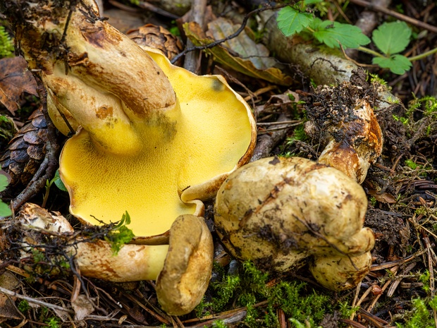 Свинушковые - Paxillaceae The Paxillaceae are a family of mushroom-forming fungi bearing close affinity to the boletes. Collectively, the family...