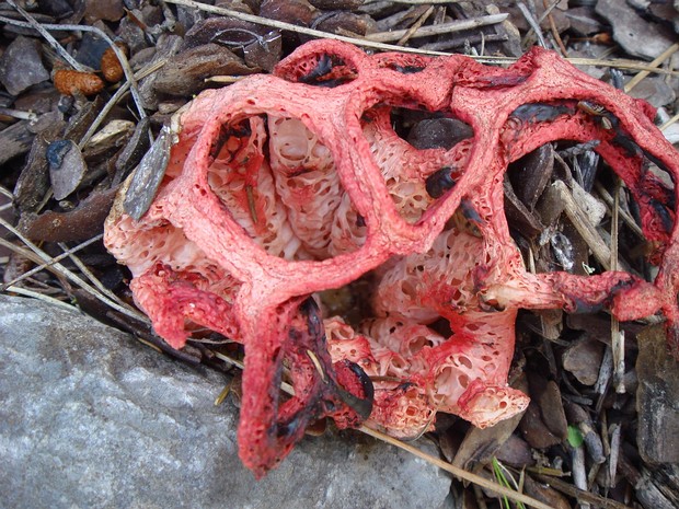 Решёточник красный - Clathrus ruber