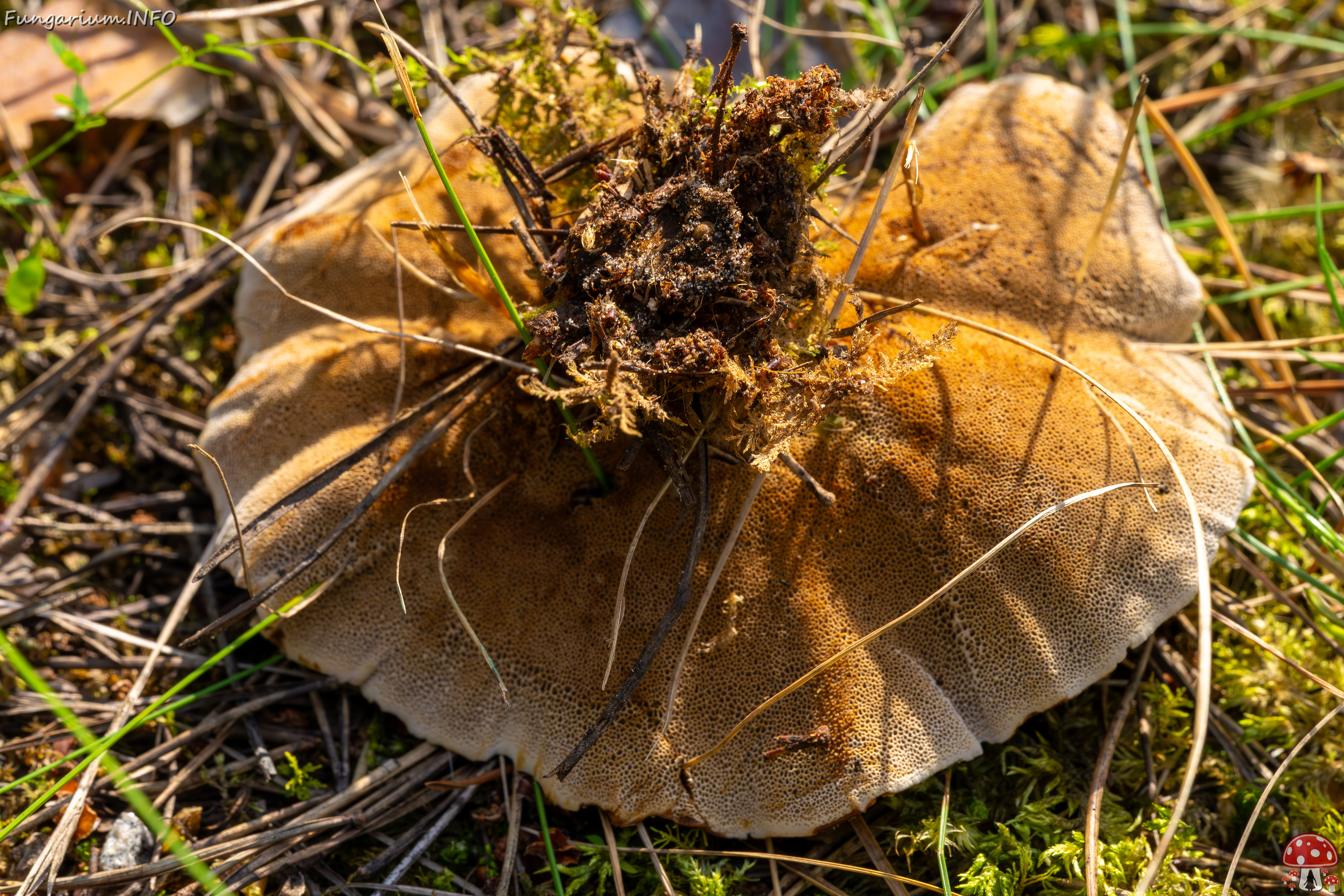 coltricia-perennis_2023-09-12_1-14 