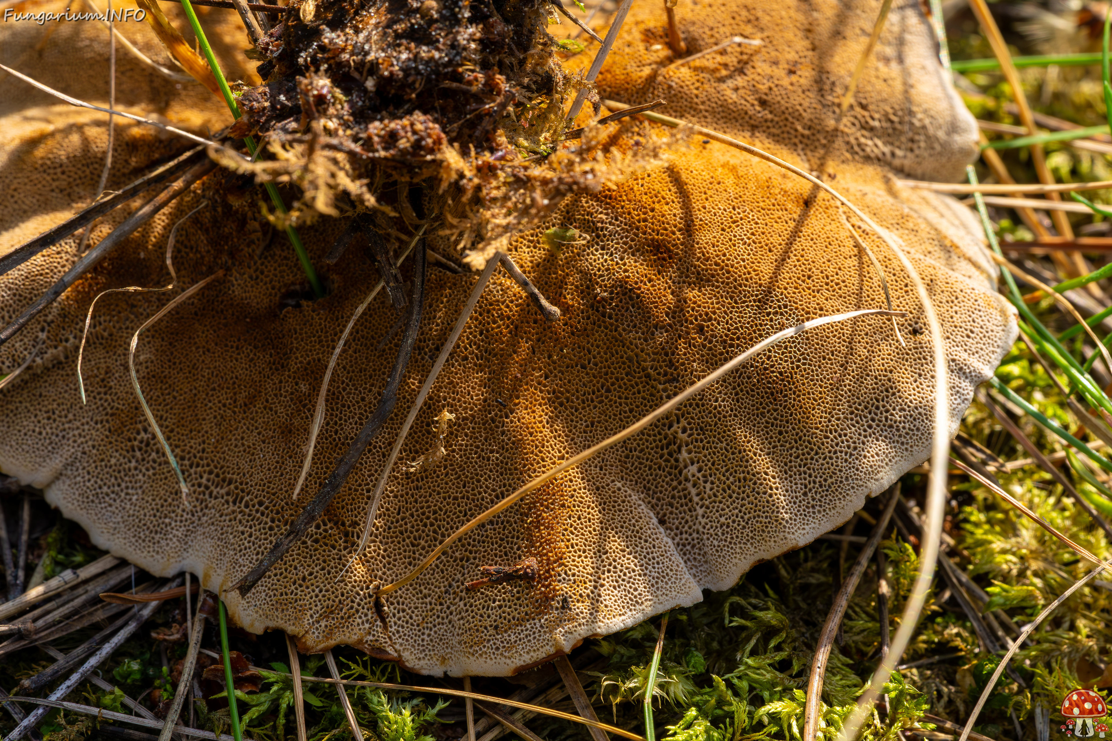 coltricia-perennis_2023-09-12_1-15 