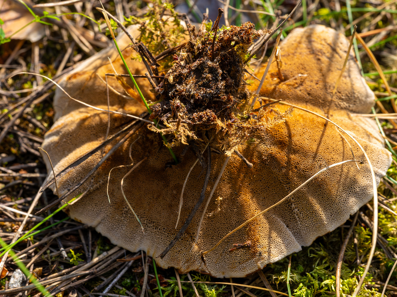 coltricia-perennis_2023-09-12_1-14