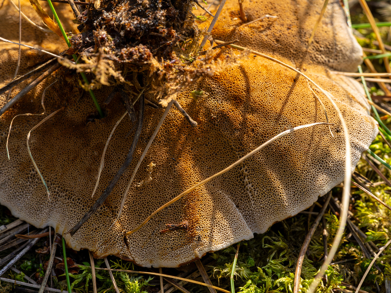 coltricia-perennis_2023-09-12_1-15