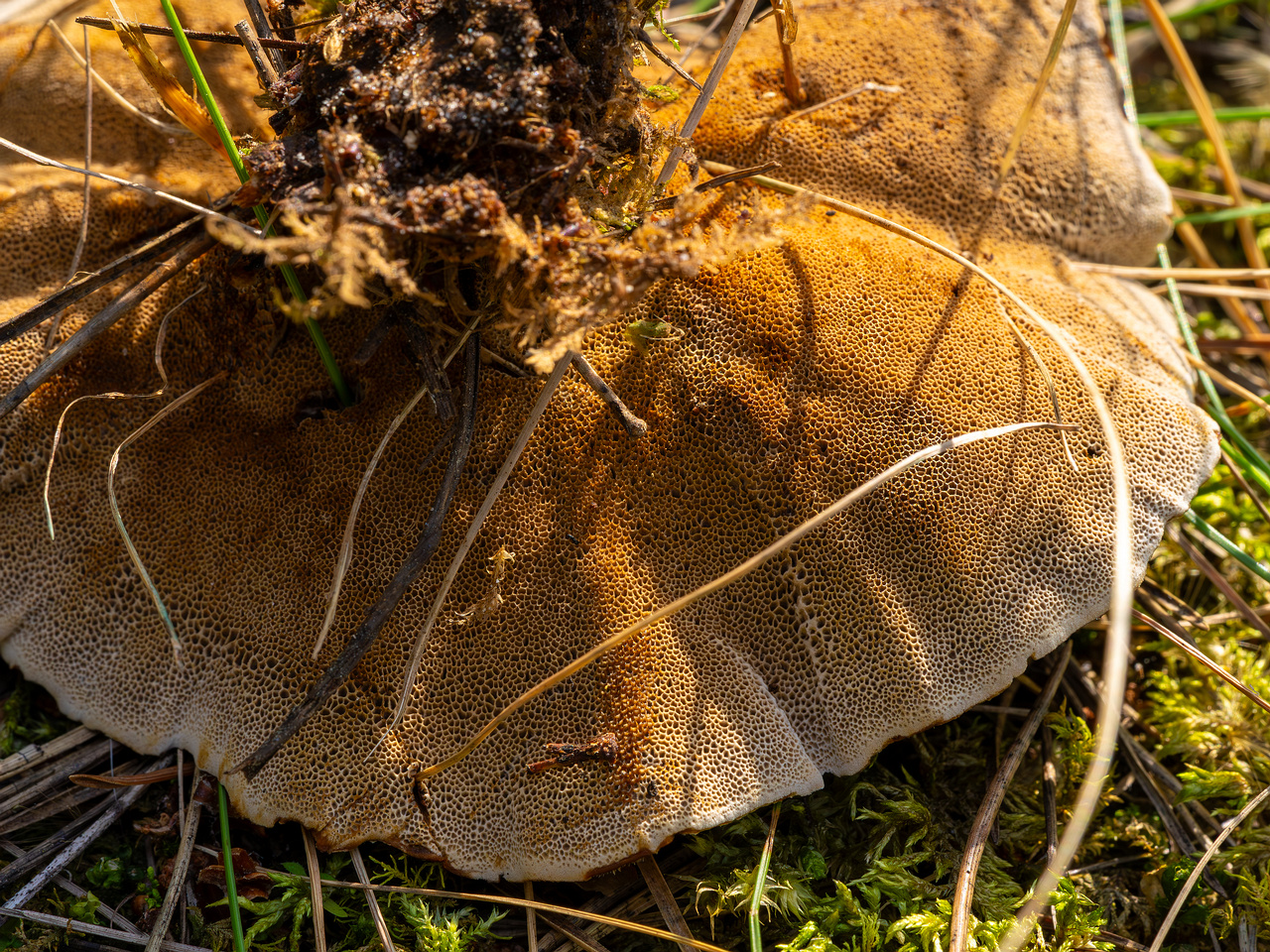 coltricia-perennis_2023-09-12_1-18