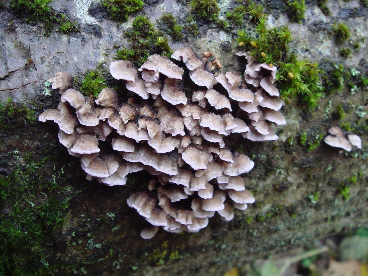 fungi-0003748