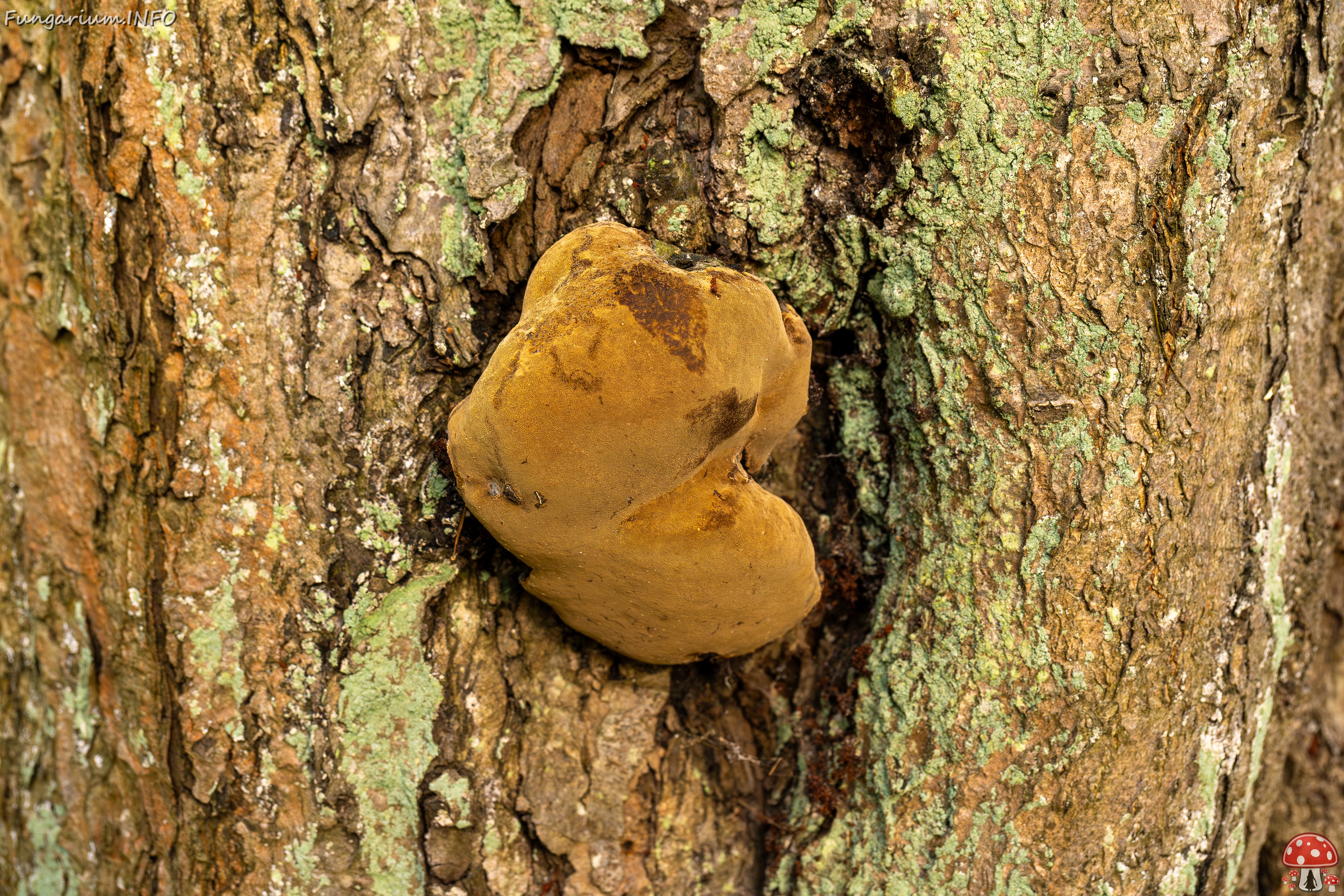 Phellinus alni _2025-10-10_1-1 