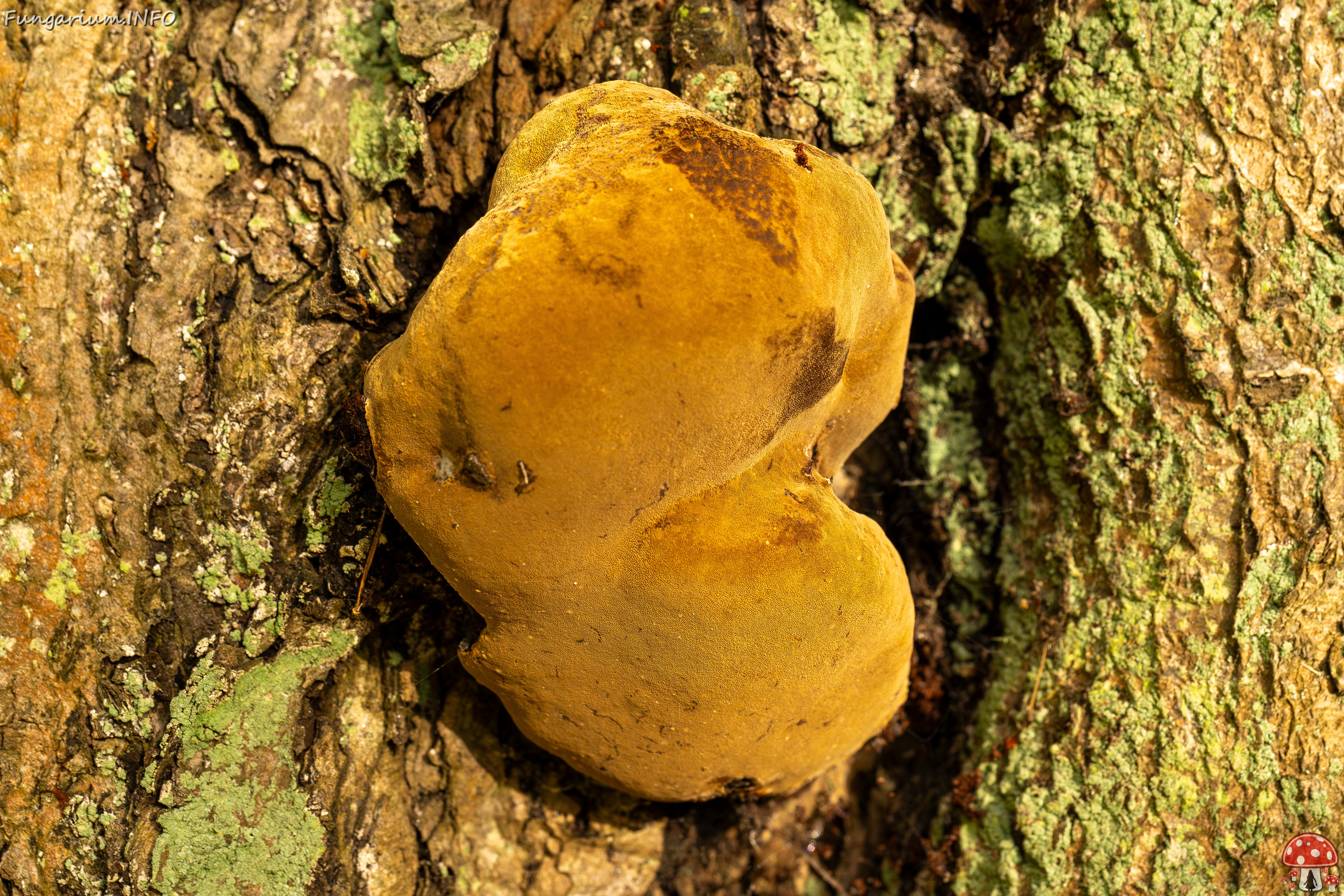 Phellinus alni _2025-10-10_1-2 