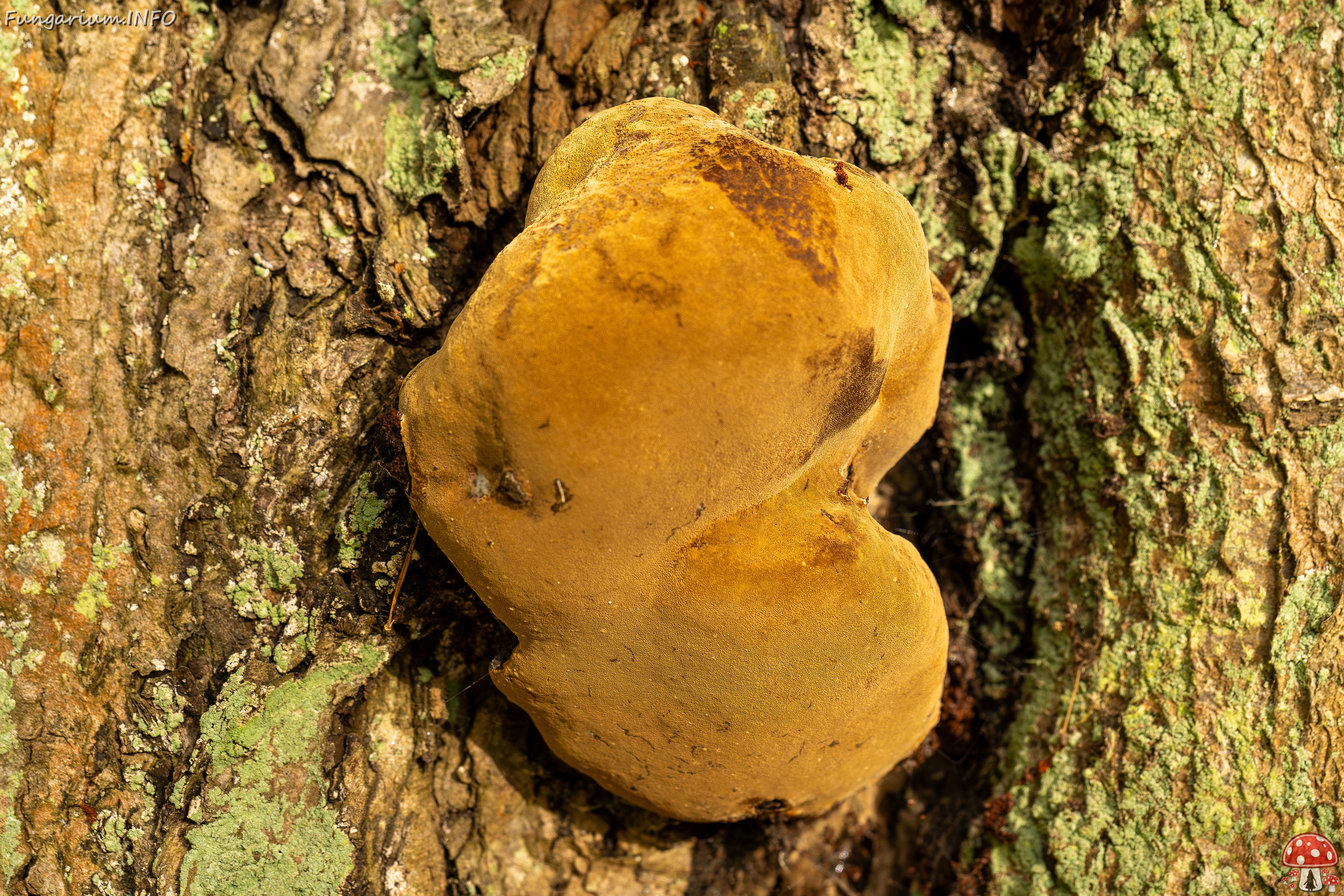 Phellinus alni _2025-10-10_1-3 