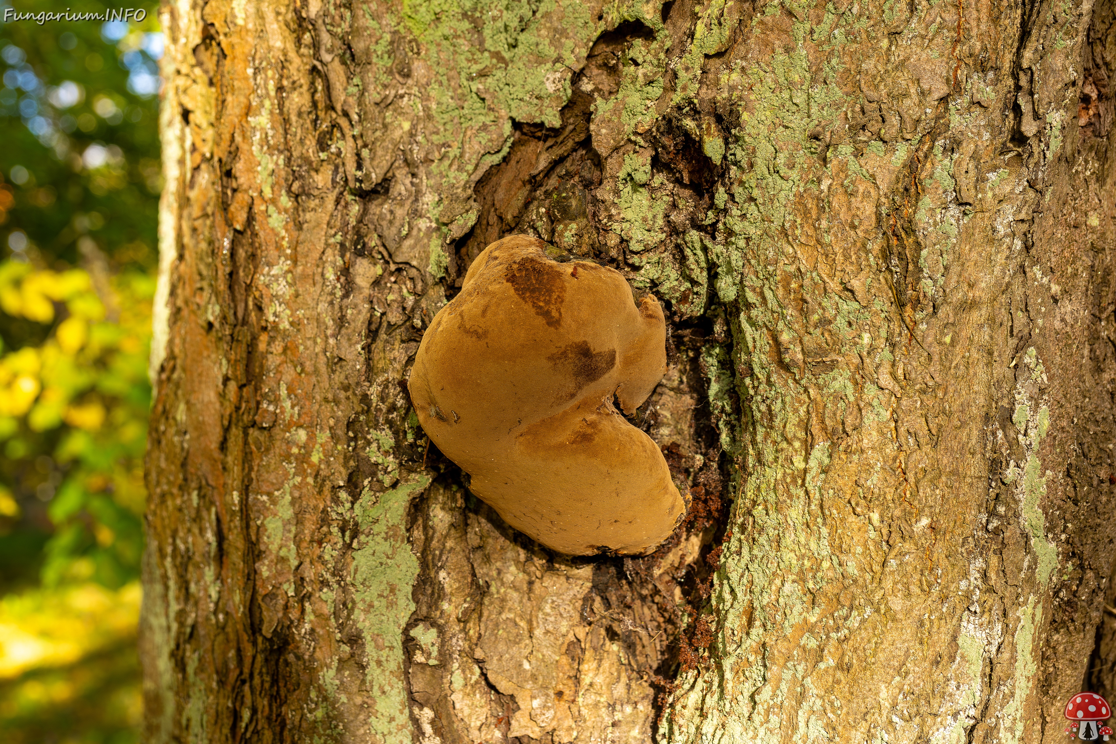 Phellinus alni _2025-10-10_1-4 