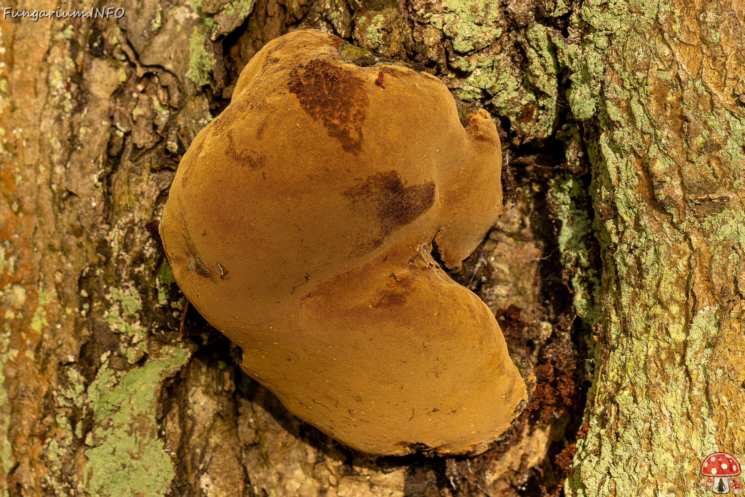 Phellinus alni _2025-10-10_1-5 