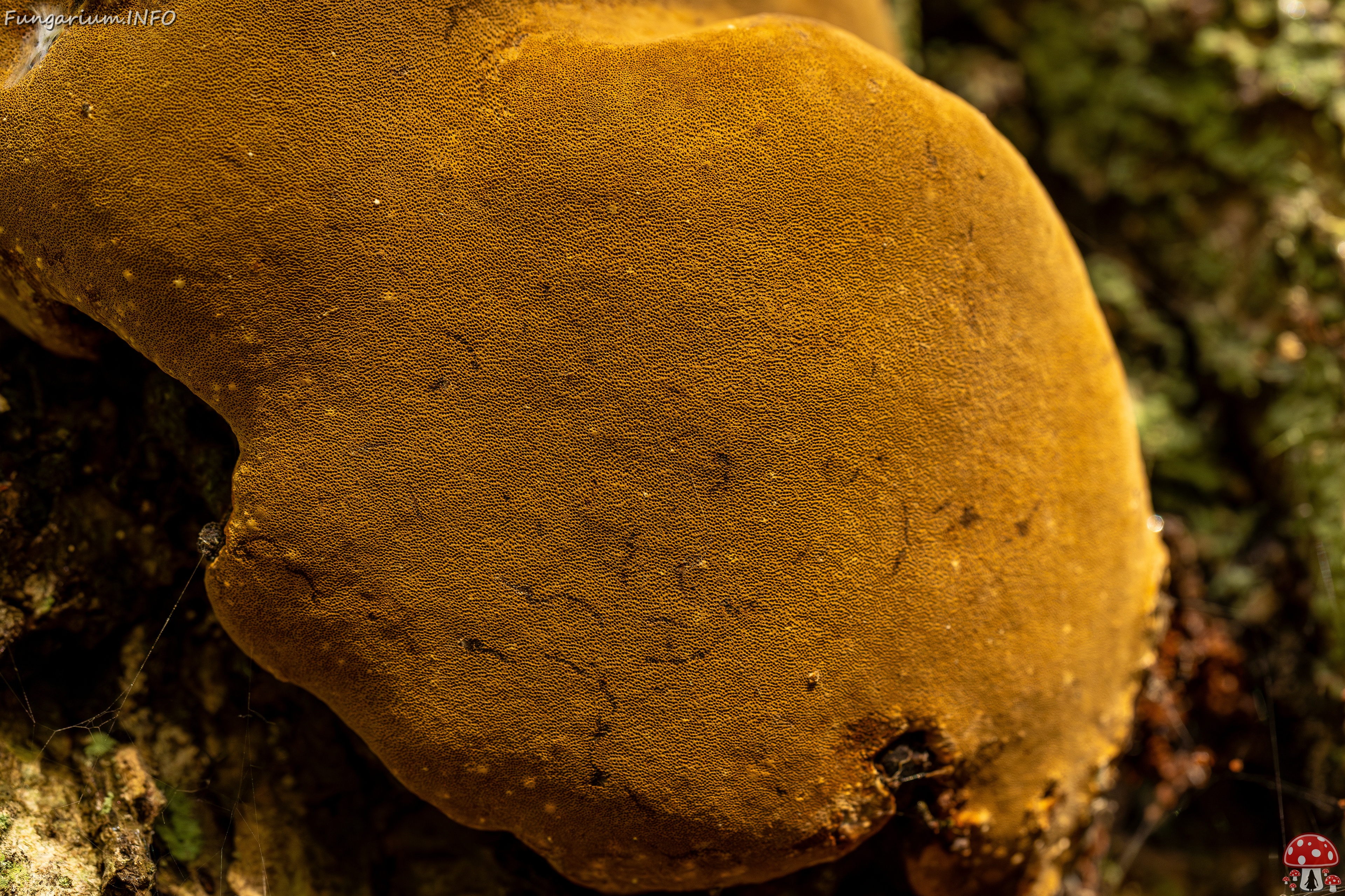 Phellinus alni _2025-10-10_1-6 