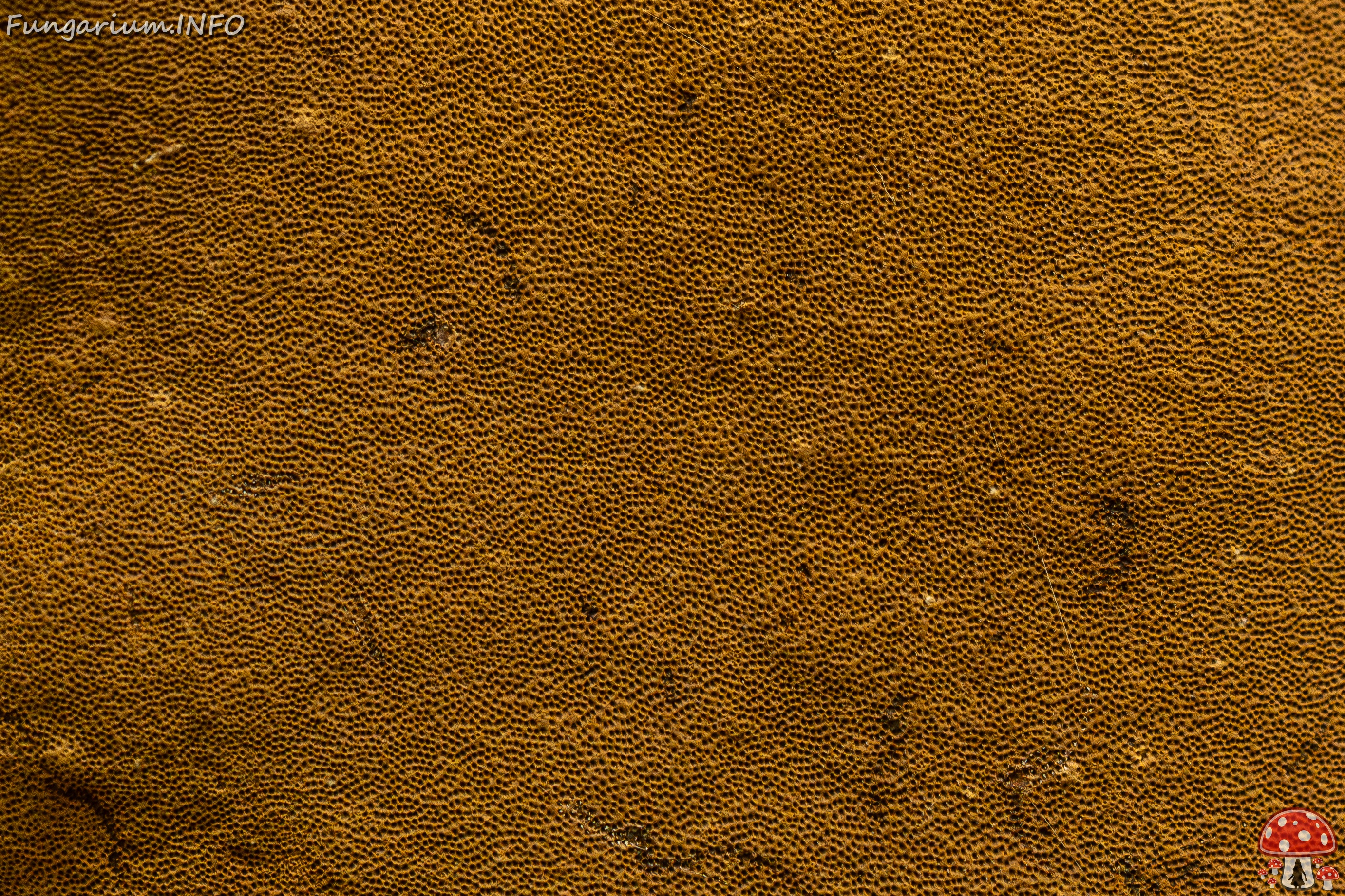 Phellinus alni _2025-10-10_1-7 