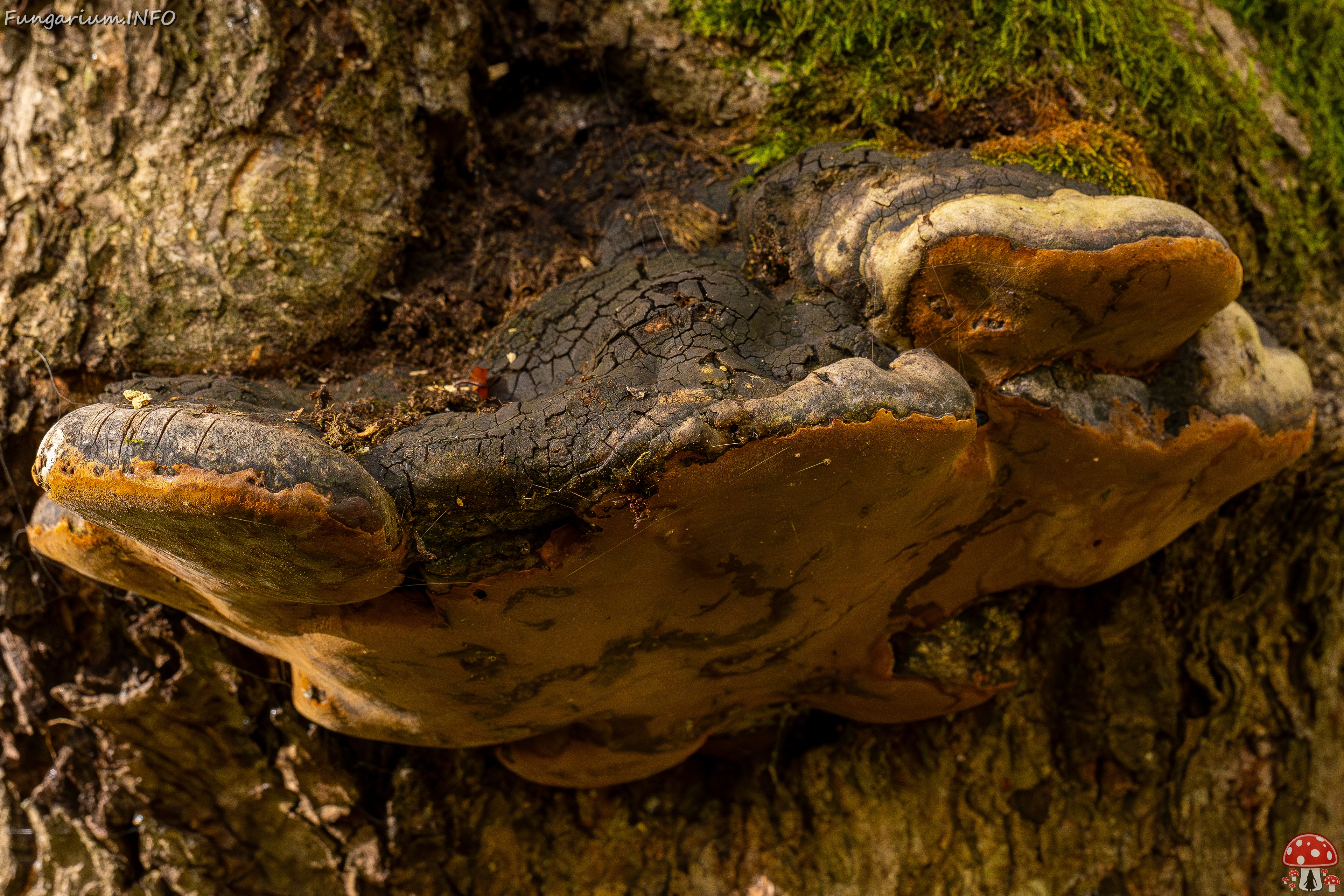 Phellinus alni _2025-10-11_1-1 
