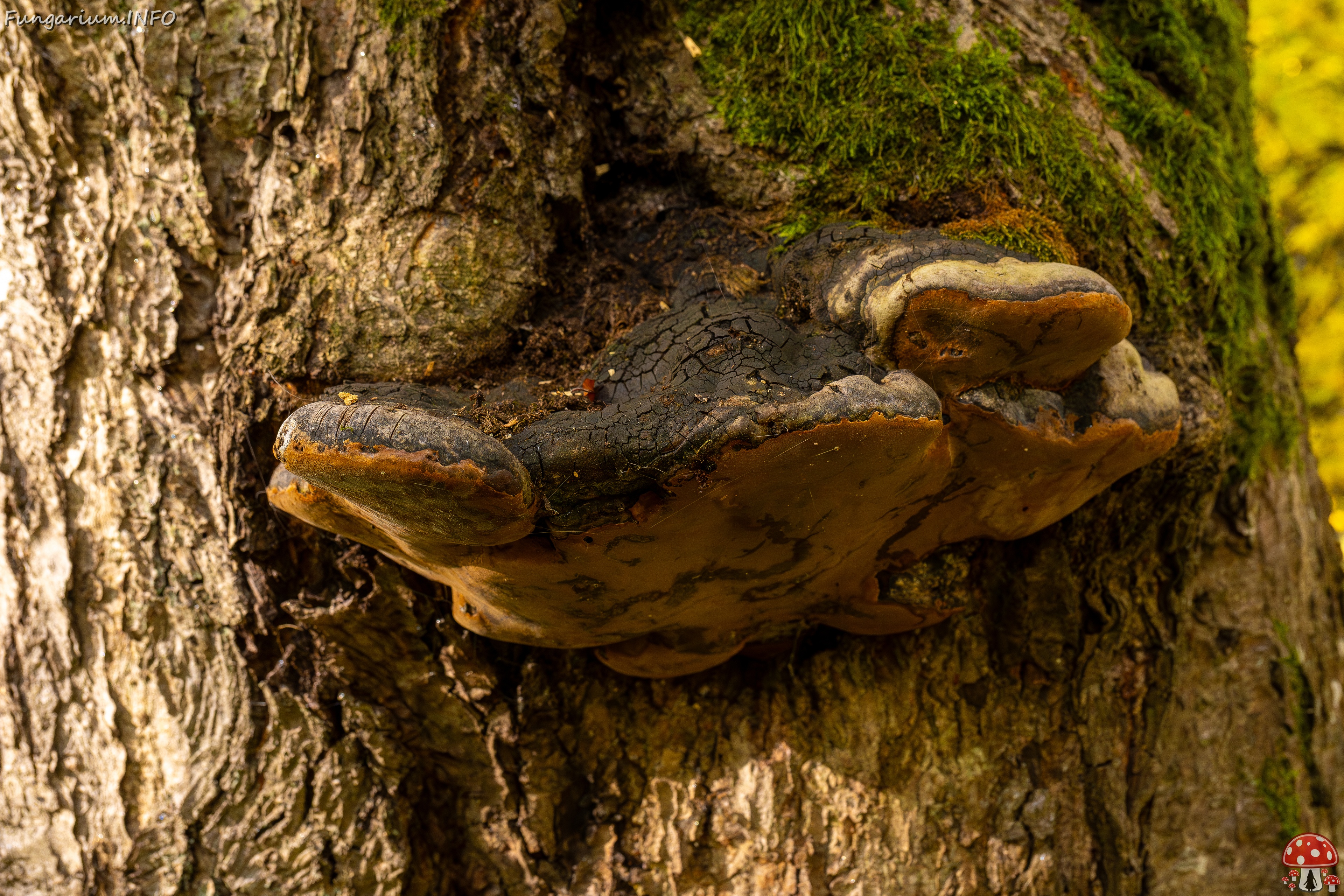 Phellinus alni _2025-10-11_1-2 