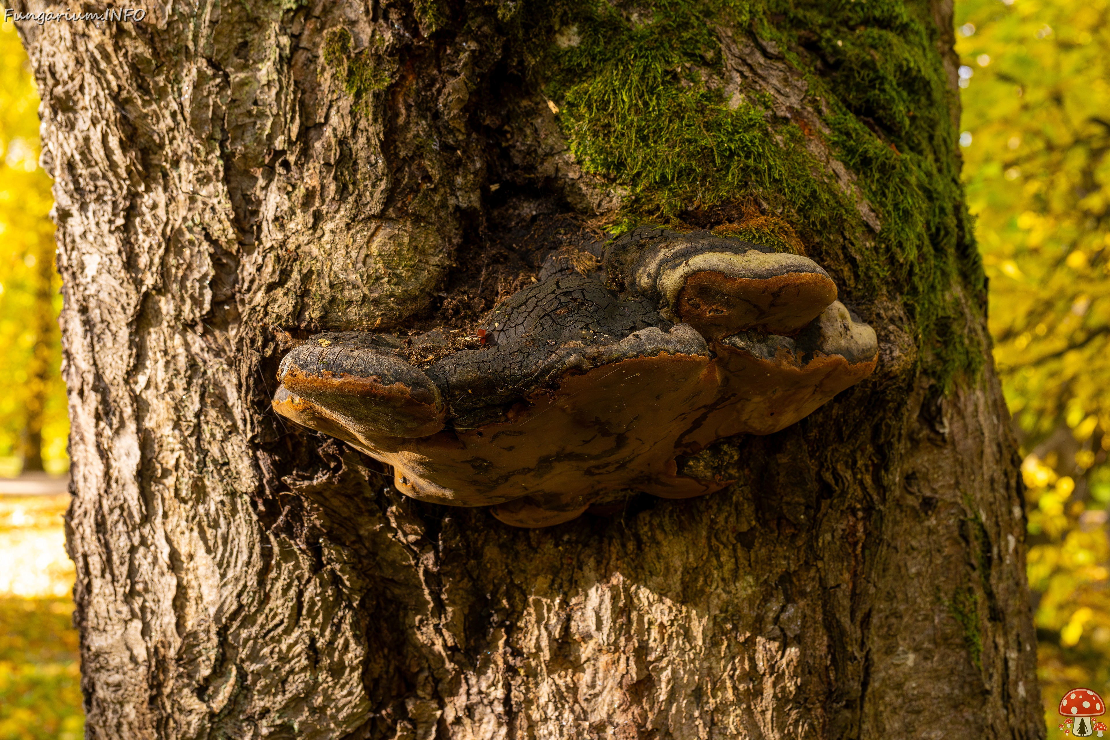 Phellinus alni _2025-10-11_1-3 