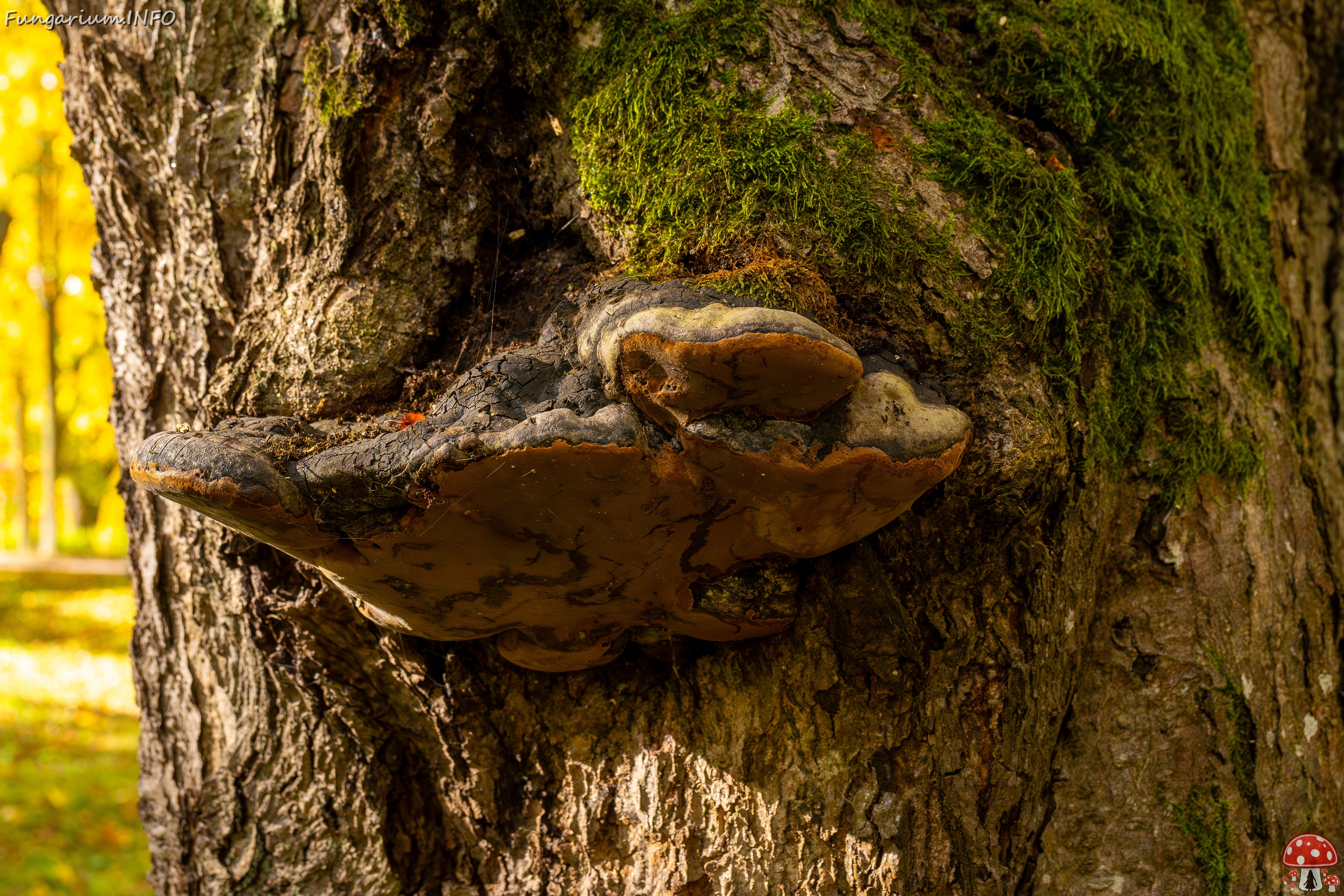 Phellinus alni _2025-10-11_1-4 