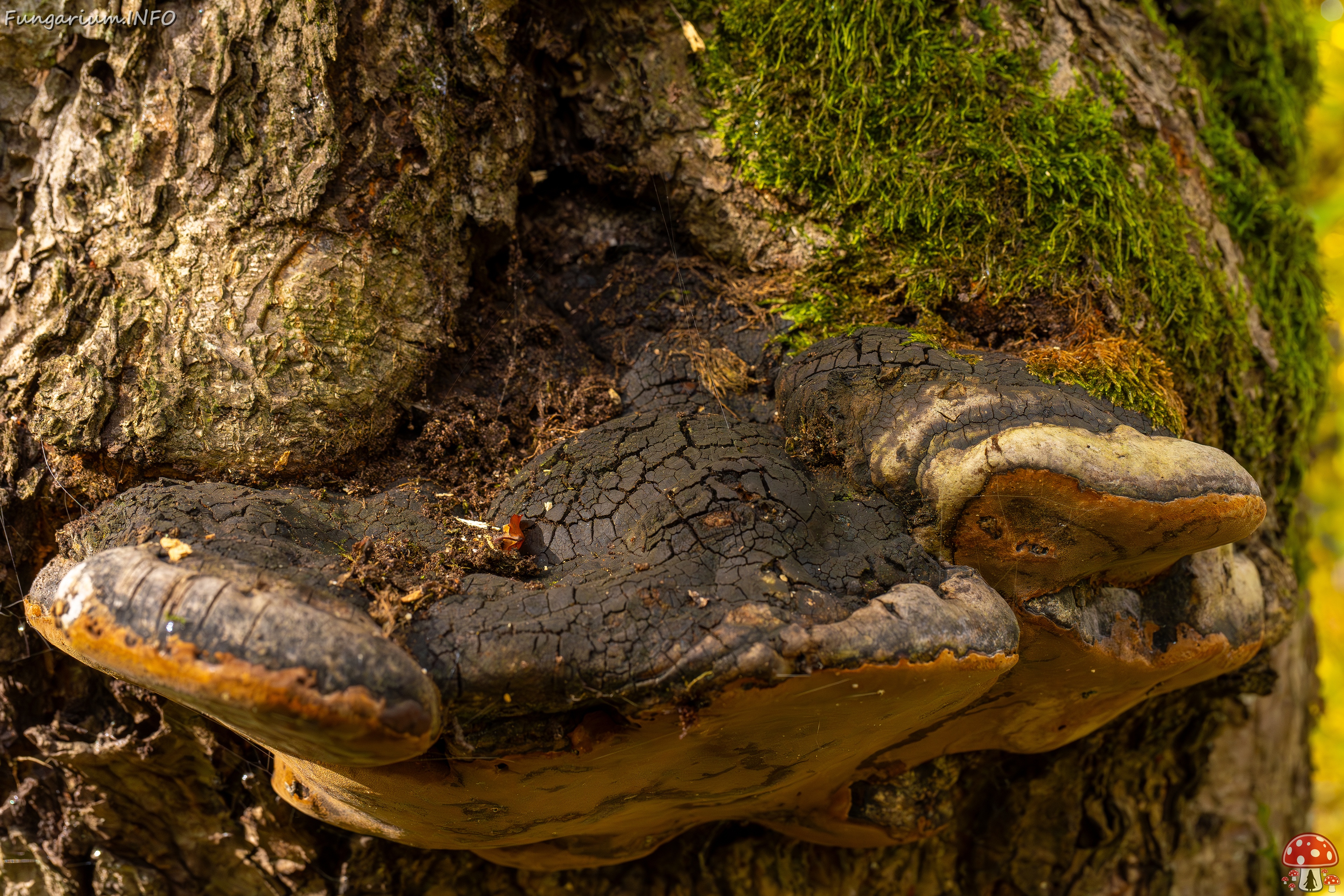 Phellinus alni _2025-10-11_1-5 