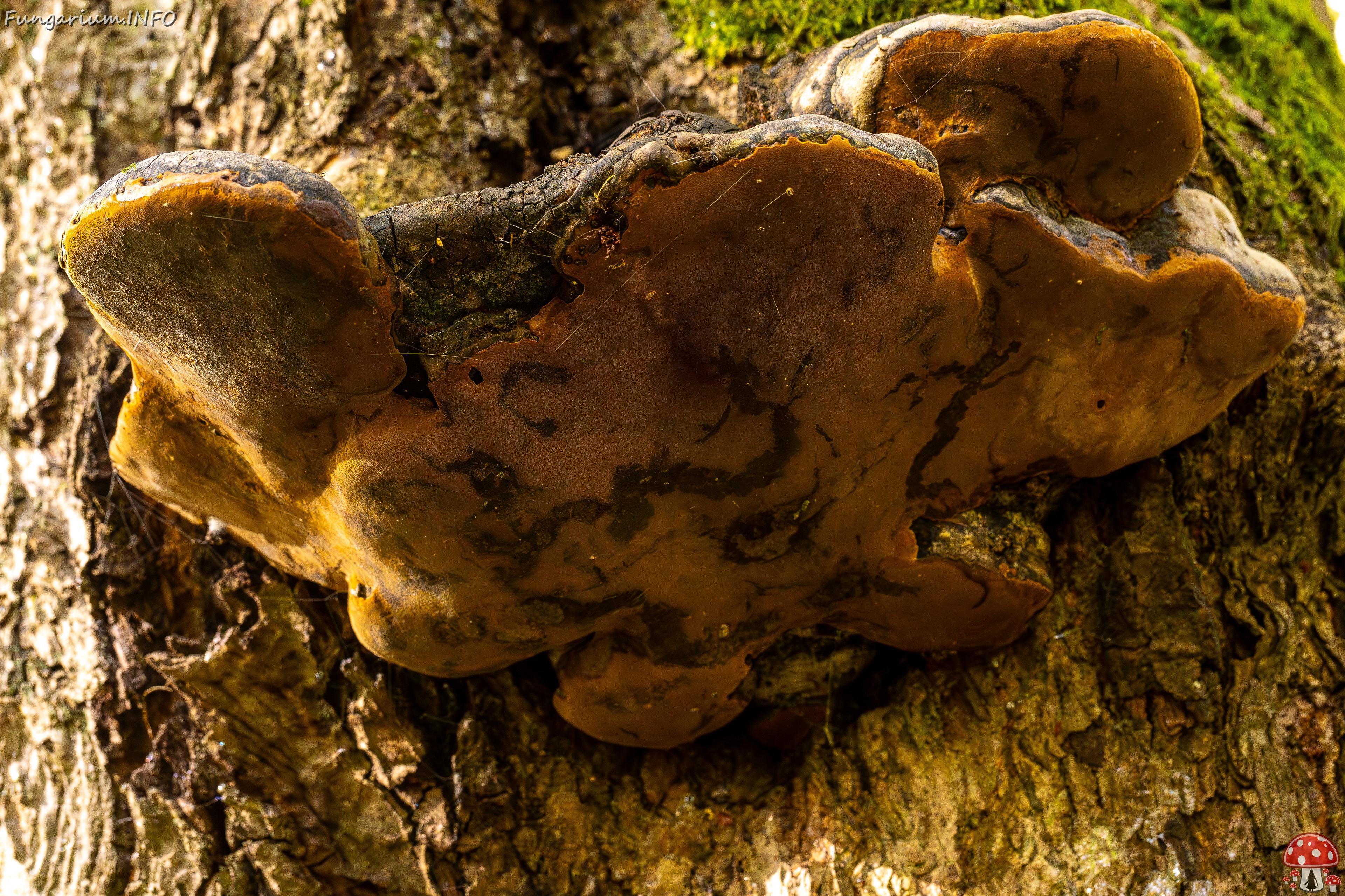Phellinus alni _2025-10-11_1-6 