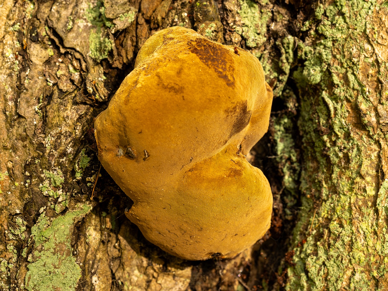 Phellinus alni _2025-10-10_1-2