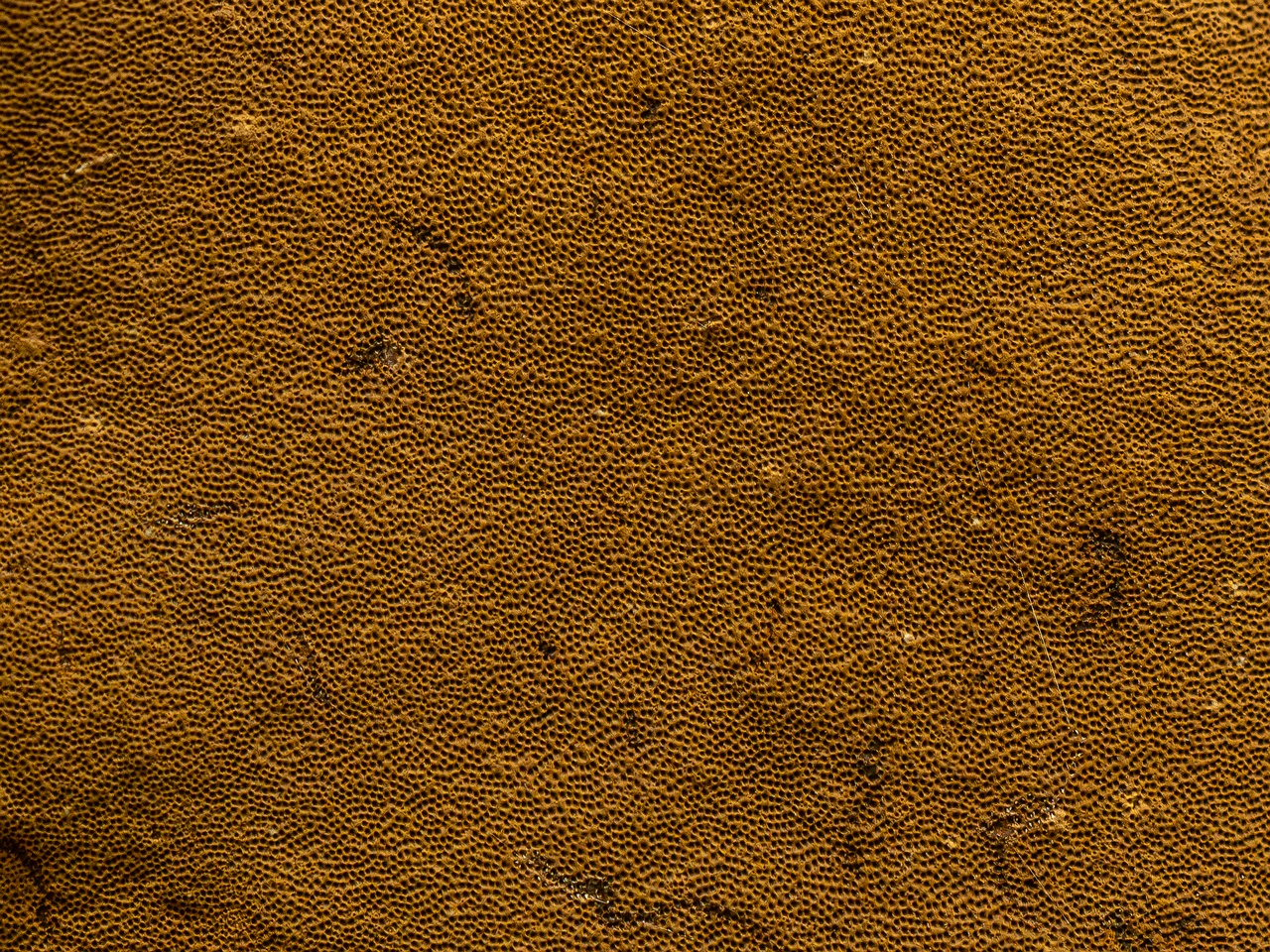 Phellinus alni _2025-10-10_1-7