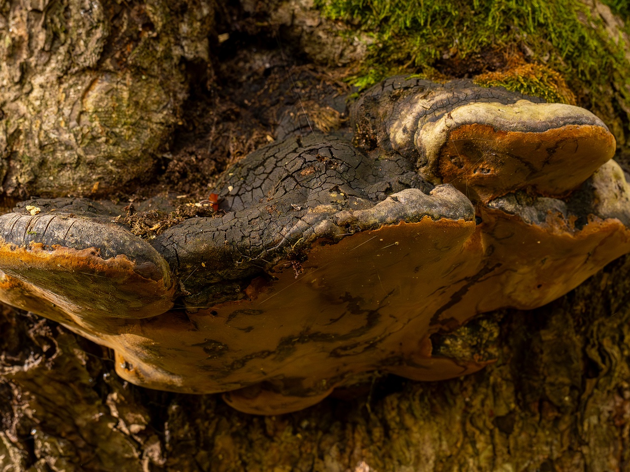 Phellinus alni _2025-10-11_1-1