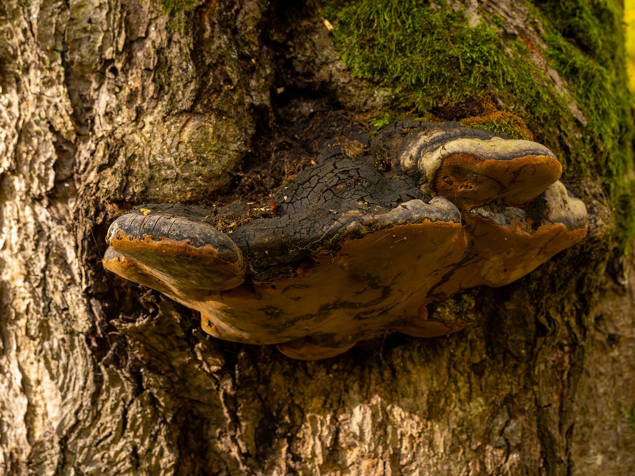 Phellinus alni _2025-10-11_1-2