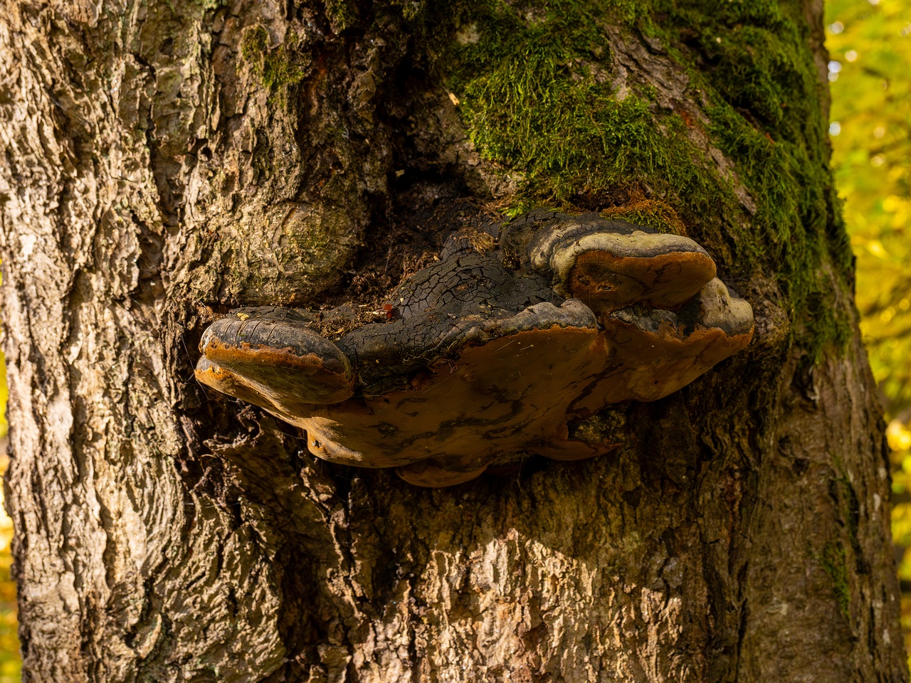 Phellinus alni _2025-10-11_1-3