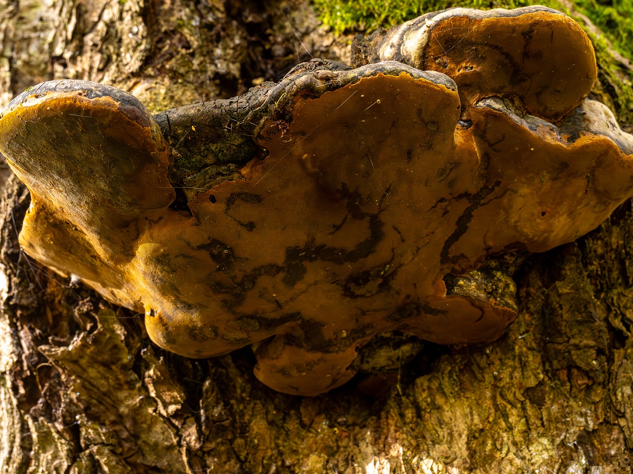 Phellinus alni _2025-10-11_1-6