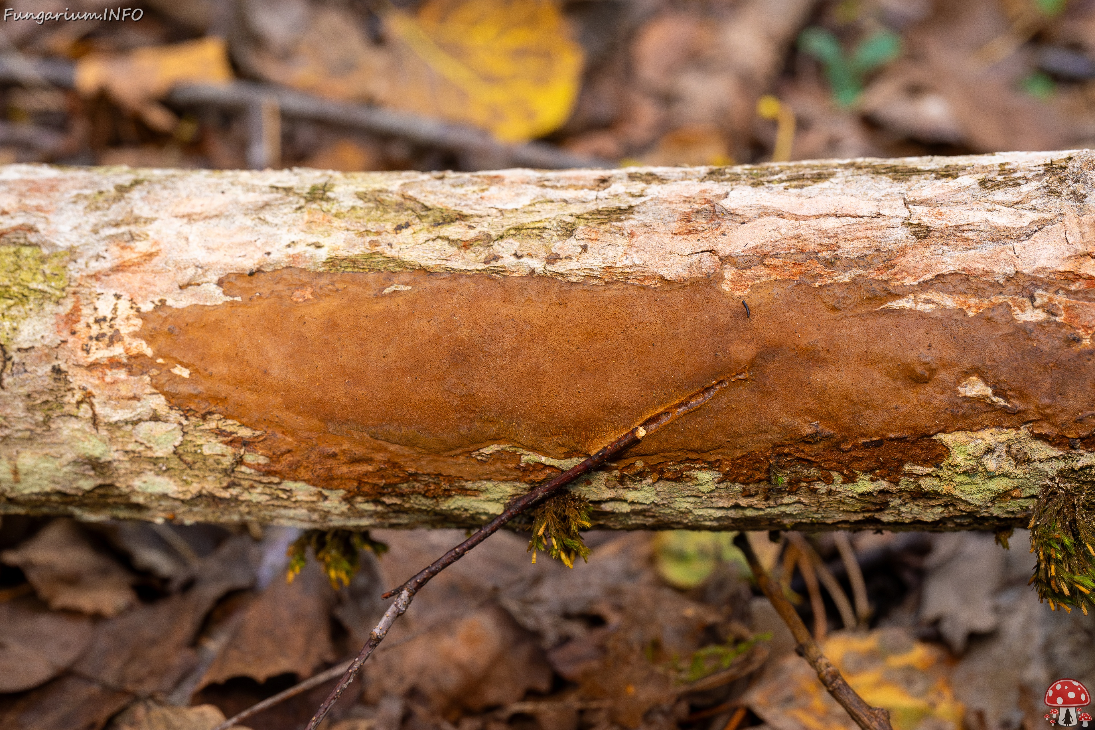 Fuscoporia ferruginosa _2025-09-27_1-1 