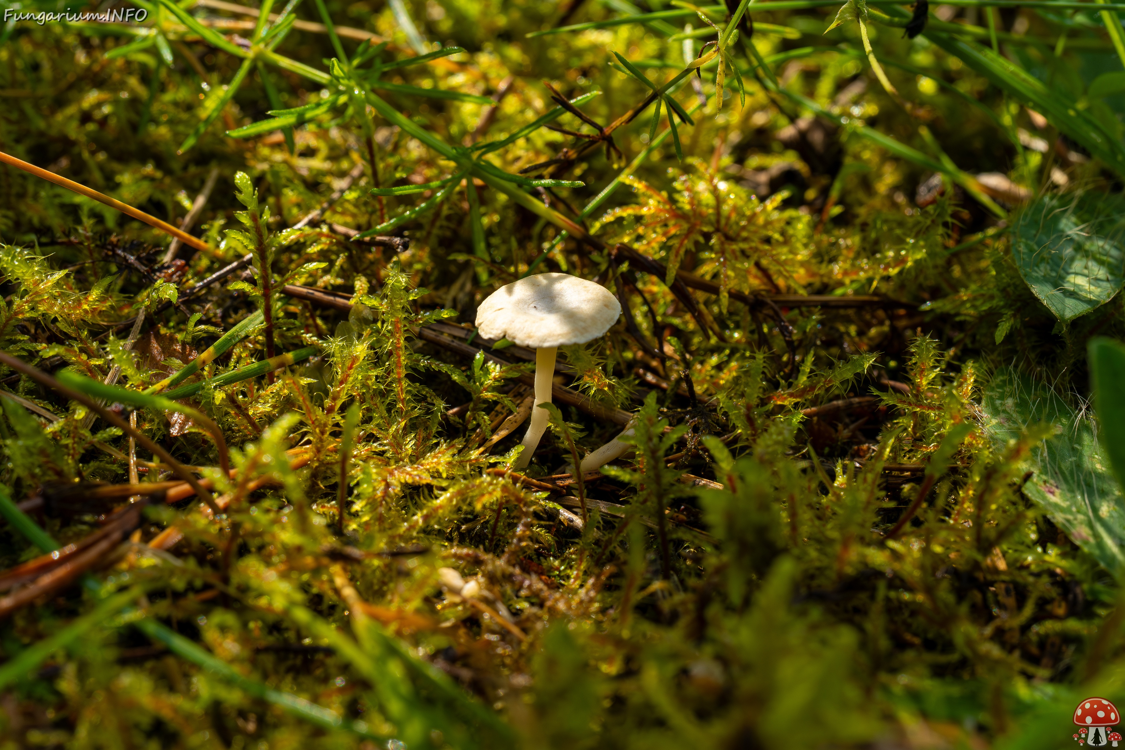 Cantharellopsis prescotii _2025-08-09_1-1 