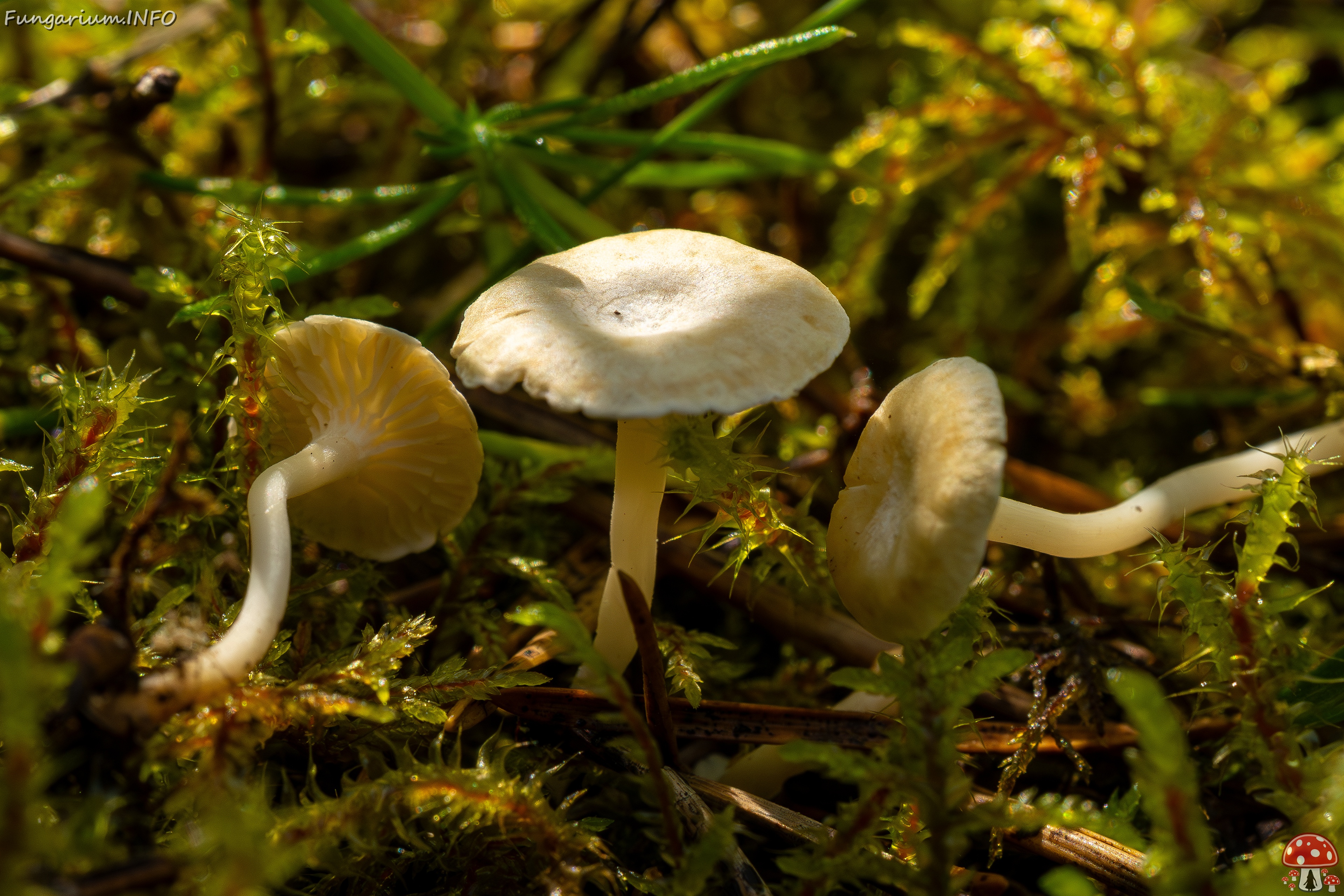 Cantharellopsis prescotii _2025-08-09_1-11 